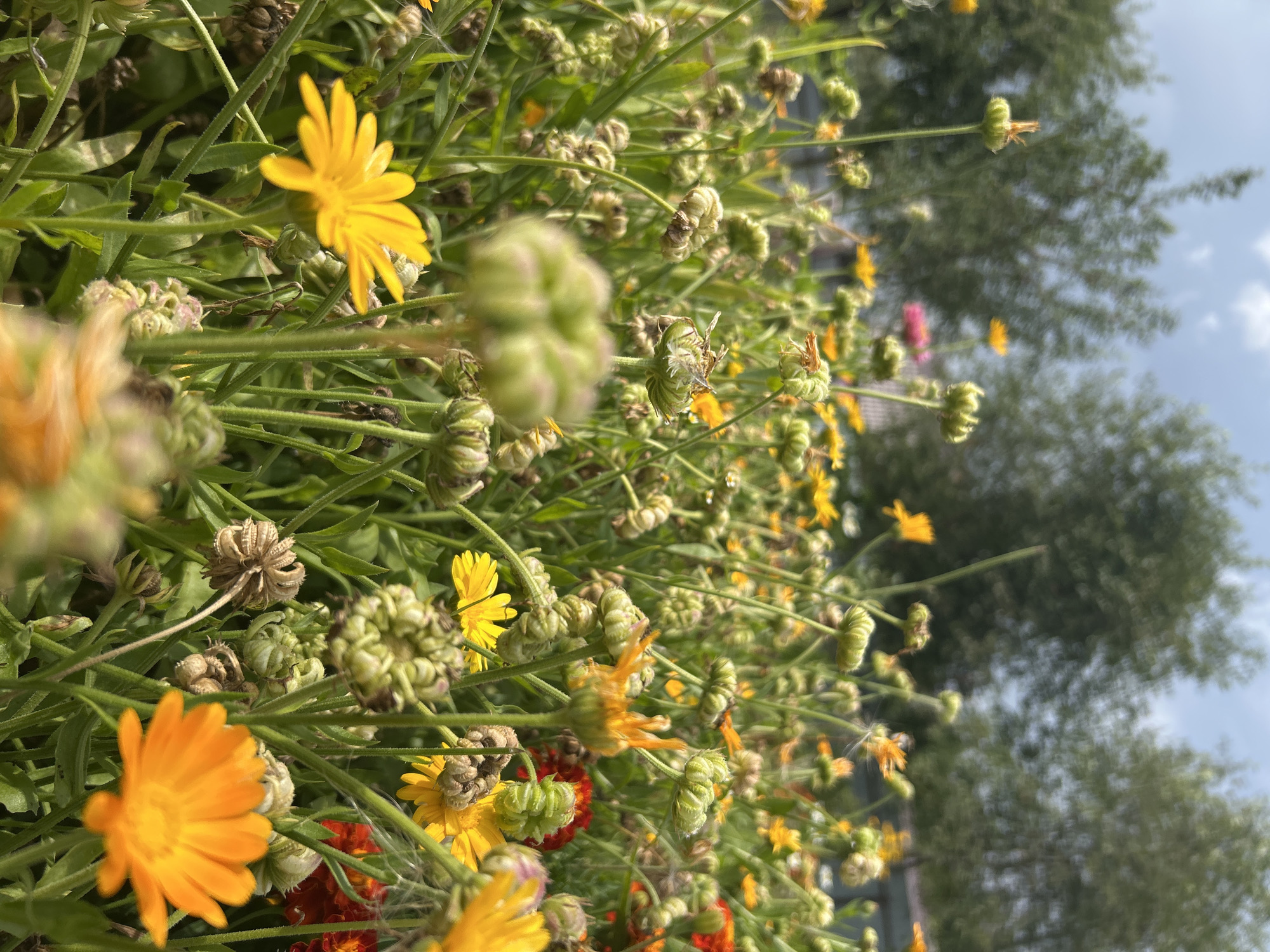 The image is a close-up shot of a field of flowers, predominantly calendula, in Kalitsino, Russia. The flowers are in various stages of bloom, with some fully open in vibrant shades of yellow and orange, while others are in bud or have gone to seed, appearing as dried, round seed heads. Green foliage and tall stems fill the frame, creating a dense, naturalistic scene. In the background, blurred trees and a bright sky with scattered clouds suggest an outdoor environment. There are no people or animals visible in the image. The focus is on the intricate details of the flowers and their growth cycle.