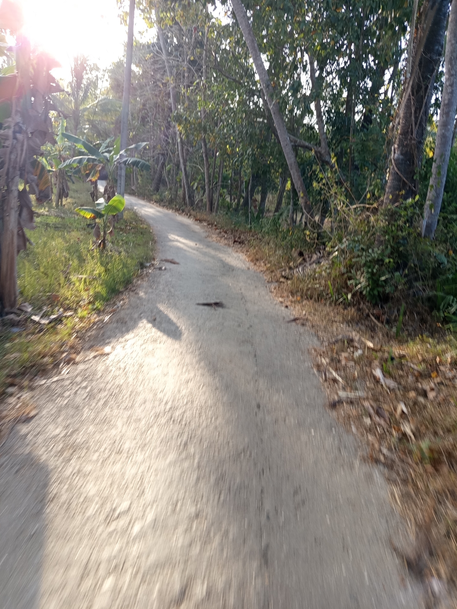 A first-person perspective, low-angle shot captures a dirt road curving through a lush, tropical environment. The road is a light gray, with visible tire tracks and some scattered debris. To the left of the road, there is a grassy area with several banana trees, some with large, unfurled leaves, and the trunks are dark and textured. The sun shines brightly from the upper left, casting long shadows across the road and illuminating the vegetation.
To the right of the road, a dense forest of trees with grey, textured bark dominates the scene. The trees are tall and slender, with leaves varying in shades of green. Some of the trees are leaning over the road, creating a canopy effect. The forest floor is covered in dry leaves and other vegetation. The overall impression is that of a natural, slightly overgrown path in a rural or semi-rural setting. The image appears to have been taken while moving, possibly on a bicycle or motorcycle, due to the motion blur, especially on the road and the grassy embankment on the left. The sky is a bright, hazy white, suggesting a sunny day with the sun at a relatively low angle, possibly early morning or late afternoon.