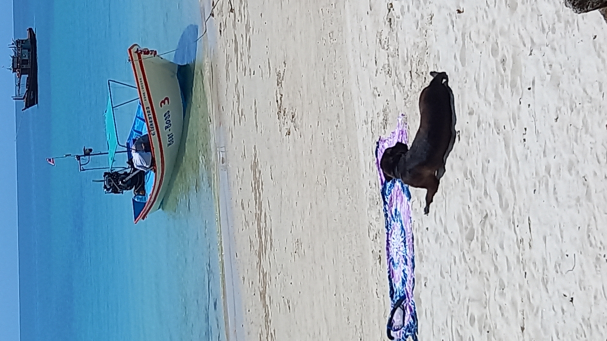 The image depicts a tropical beach scene in Ko Pha-ngan District, Thailand. In the foreground, a black dog is lying on its side on a colorful striped towel on the sandy beach. The dog is facing away from the camera, with its legs splayed out. In the middle ground, a small white boat with a blue interior and a turquoise canopy is anchored in clear, shallow turquoise water near the shore. The boat has an outboard motor and a person is visible sitting inside. Text on the side of the boat reads "Rent-Boss 3". In the background, a larger, darker boat is moored further out in the calm, blue ocean. The sky is a clear, bright blue.