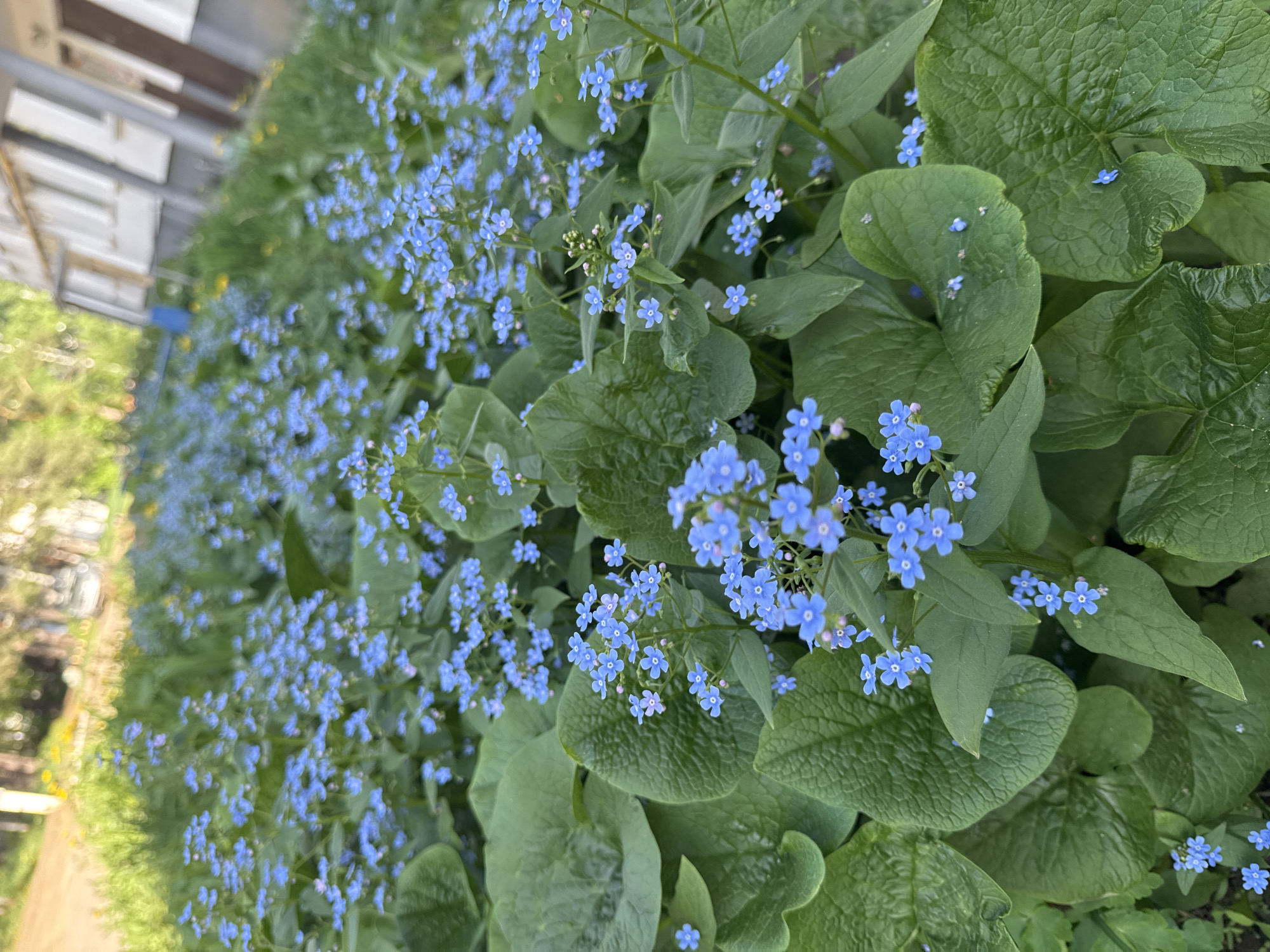 The image presents a view of what appears to be a dense patch of blue forget-me-not flowers (Myosotis) growing outdoors. These small, light blue flowers are clustered amongst broad, green leaves. The location appears to be a garden or natural area, possibly in the city of Chaikovsky, Russia. In the background, a building structure is visible, suggesting that the flowers are located near a populated area. The photograph shows plants are healthy and vibrant, indicating a favorable growing environment. There are no people visible.