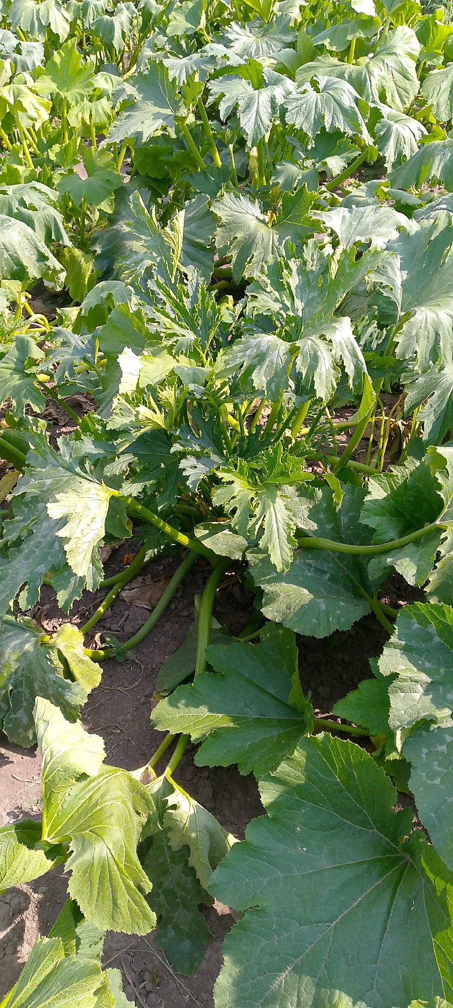 In an outdoor, close-up, vertical shot, a patch of vibrant green zucchini plants is captured. The plants are dense, with large, textured leaves dominating the frame. Some leaves are slightly wilted, with a textured, slightly fuzzy surface, while others are smooth and glossy. The stalks are thick and green, some bending over and sprawling across the dark soil. Sunlight casts dappled shadows on the leaves and ground. The soil appears dry and loose, with some debris scattered on the surface. The overall scene depicts a thriving garden with a focus on the lush foliage of the zucchini plants. The location is unknown.