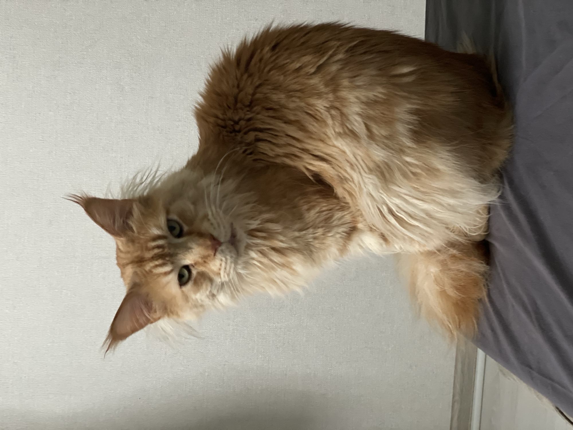 A ginger Maine Coon cat sits on a gray surface in front of a white wall. The cat's face is oriented toward the camera. The location, Rozsoshentsi, Ukraine, is not discernible from the image.