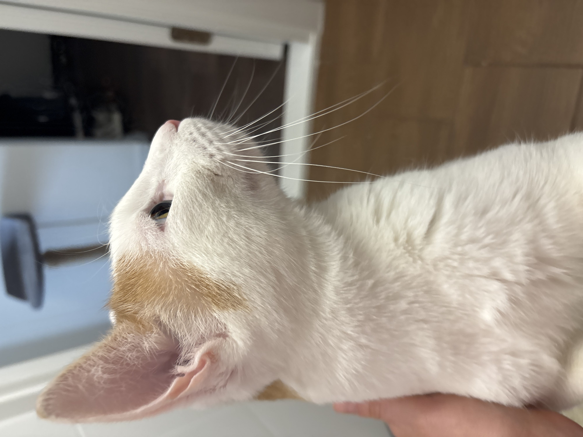 A close-up shot focuses on the head and upper body of a white cat with patches of light orange fur, particularly around its ear. The cat's head is tilted upward, its whiskers prominently displayed against a blurred background. The background includes a white cabinet or shelf and a glimpse of a dark interior. The image is taken indoors, and a person's hand is visible supporting the cat. There is no discernible information related to Murino, Russia, in the image.