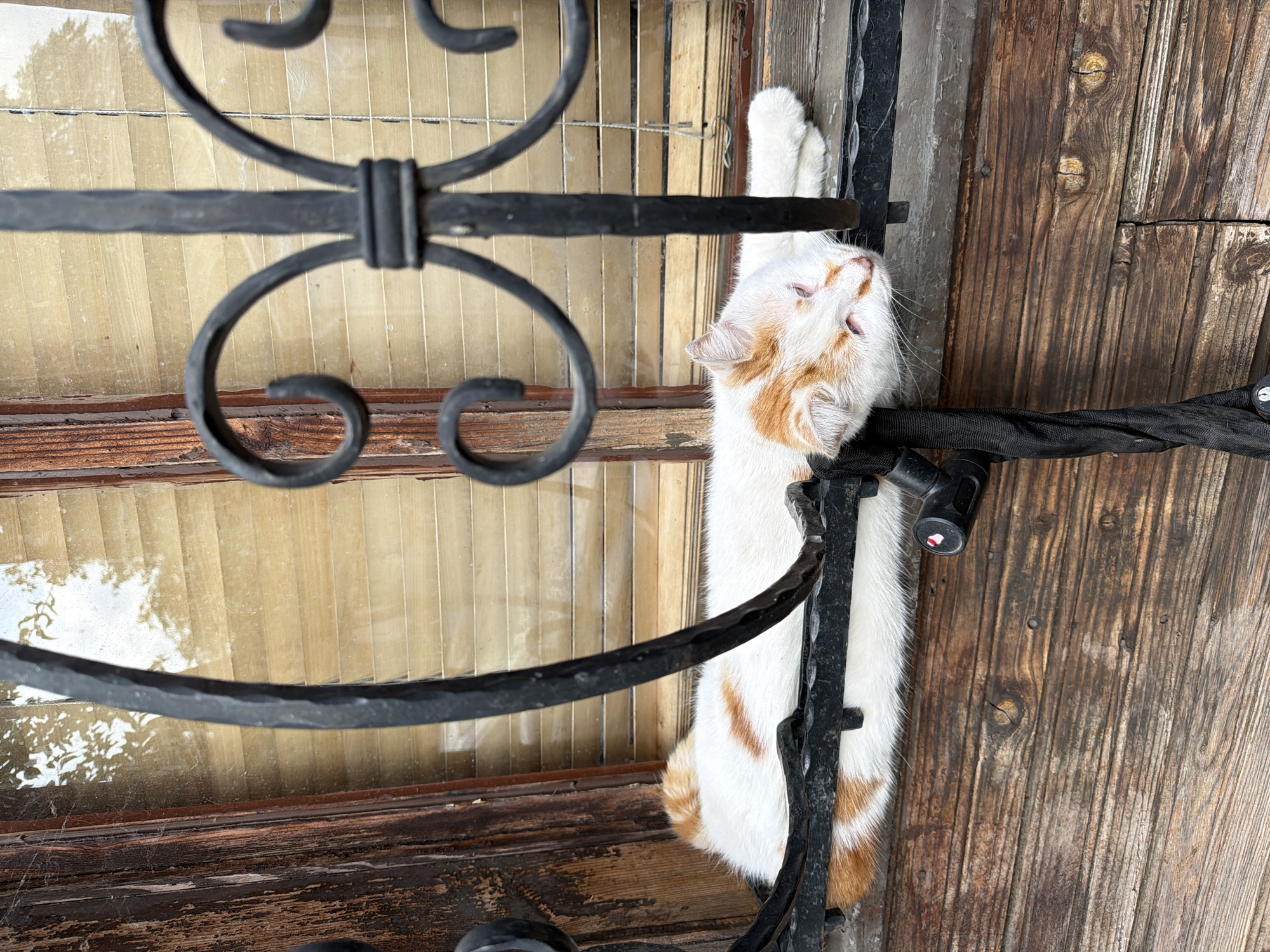 A white and orange cat is lying on a wooden windowsill in front of a window with blinds. The cat appears to be sleeping or resting. The window is covered with decorative black metal bars. The wooden windowsill is weathered and shows signs of age. In the background, through the window and blinds, the reflection of trees and sky can be seen. Attached to the metal bars is a black cable lock. The scene appears to be outdoors, likely in an urban environment.