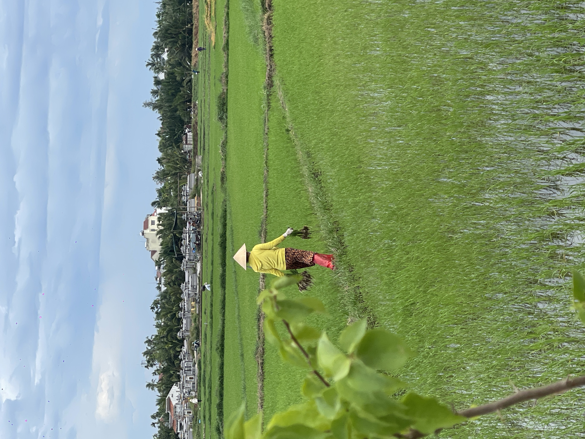 A person wearing a conical hat, yellow hooded jacket, and patterned trousers walks through a flooded rice paddy in Hoi An, Vietnam. The person is carrying a bundle of rice seedlings. In the background, a cemetery with stone mausoleums and palm trees are visible, beyond which are houses and the town of Hoi An. The sky is cloudy.
