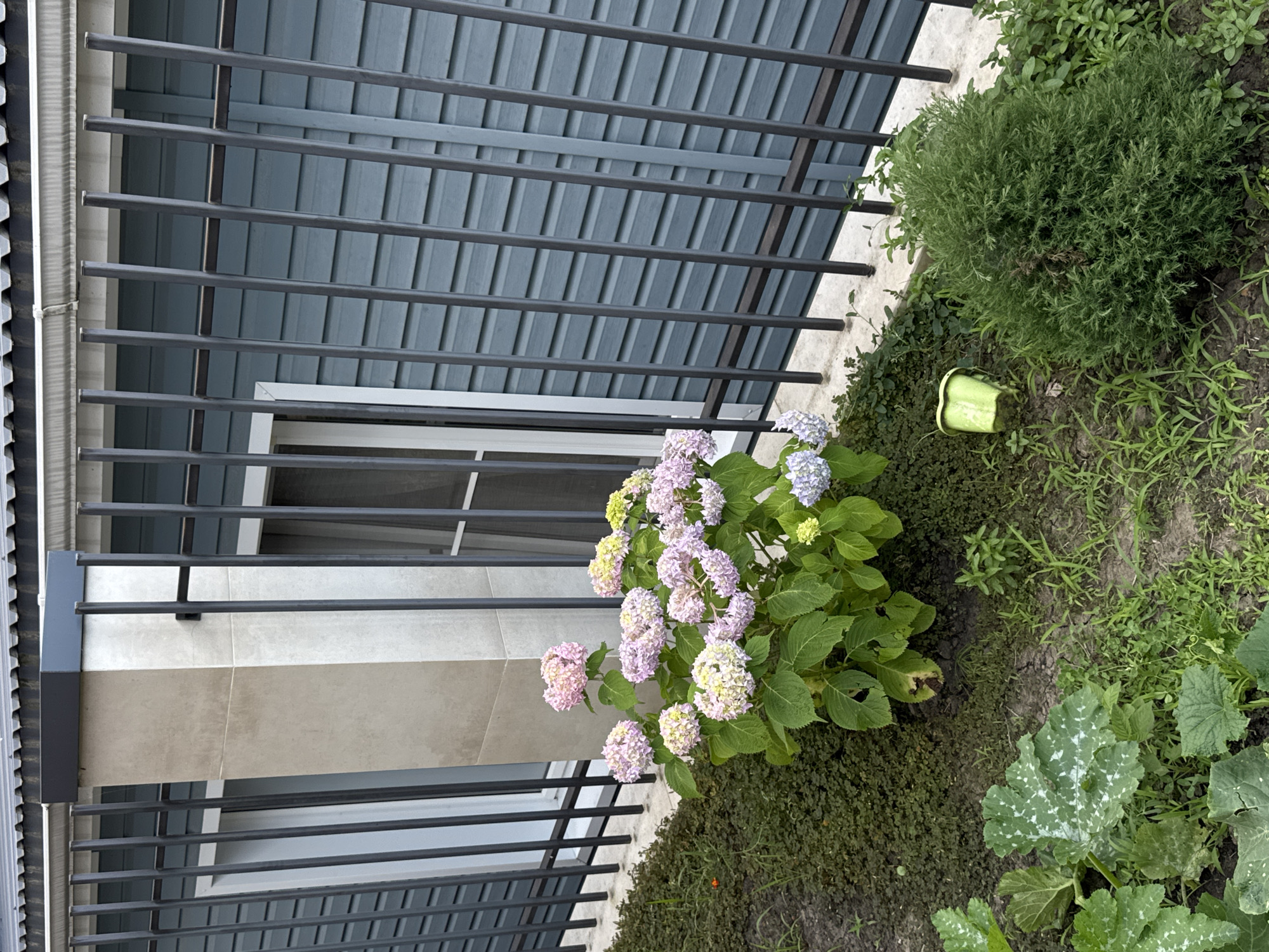 An exterior, eye-level, medium shot captures a section of a building's facade in Sochi, Russia. The building features a dark grey roof with a white gutter, a cream-colored stone pillar, and blue horizontal siding. A black metal fence with vertical bars runs across the foreground, partially obscuring windows. In front of the fence, a hydrangea bush blooms with clusters of pink, purple, and white flowers. The ground is covered with dark soil, green ground cover, and various grasses. To the right, a small green evergreen shrub is visible, and to the left, a light green plastic bucket rests on the ground. The overall scene suggests a well-maintained outdoor space.