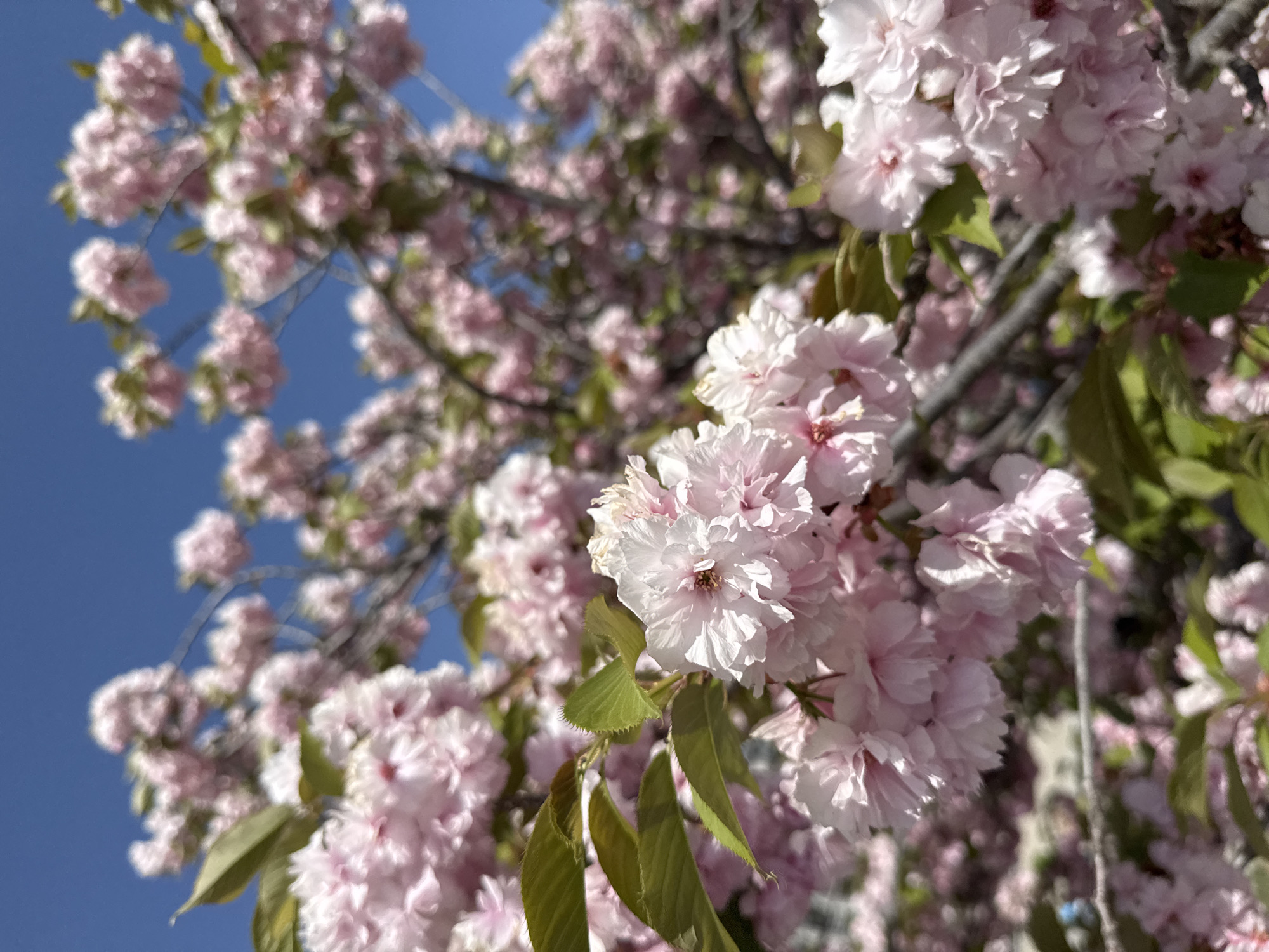 The image shows a close-up of a flowering tree with pink blossoms against a clear blue sky. The flowers are clustered densely, with some green leaves visible among them. The branches are a dark brown. The image likely was taken in daylight. While the location information suggests this image might be related to Zhongtun, China, there is no information in the visual data to confirm this.