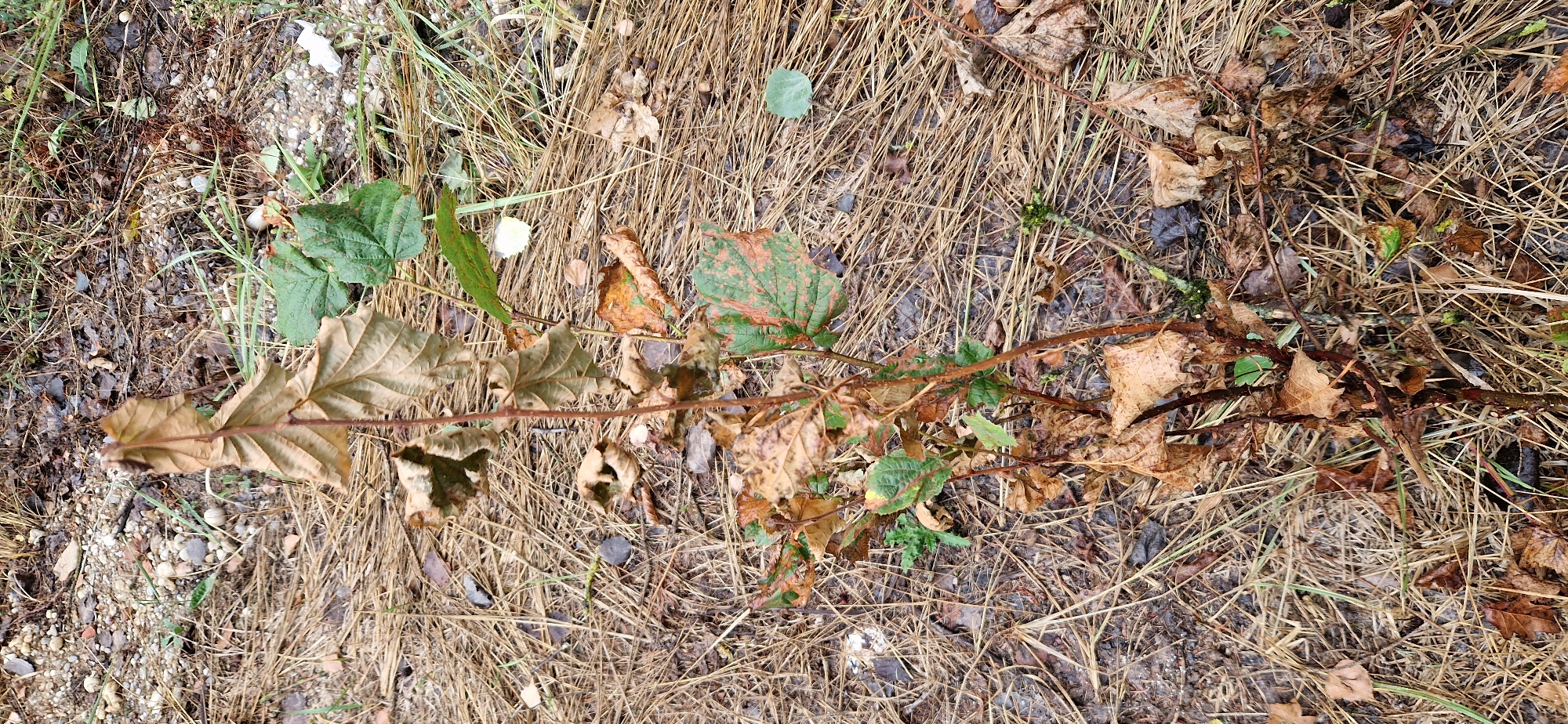 This image depicts a small, struggling plant with a mix of dry, brown leaves and a few vibrant green leaves, set against a background of dry grass and soil. The plant's stem is thin and reddish-brown, with some areas appearing damaged or withered. The dry leaves are curled and brittle, suggesting a lack of water or the onset of autumn. The green leaves, by contrast, appear healthier, with some showing reddish-brown spotting. The ground is covered in a dense layer of dry grass and pine needles, with scattered dry leaves and small pebbles. The lighting suggests an overcast day, with no direct sunlight. The scene is devoid of any human presence or activity. The location is identified as Wang, Germany.