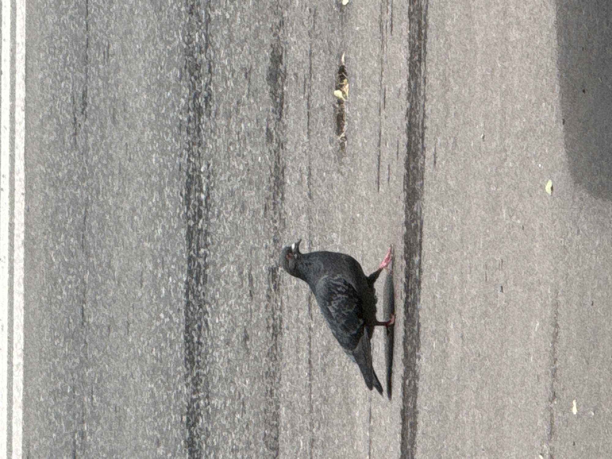 A gray pigeon stands on a gray concrete surface, likely a road or sidewalk. The surface has markings resembling tire tracks or grooves, with a white painted line visible on the left side. The pigeon faces towards the upper left corner of the image. Debris litters the surface. The location is unidentified.