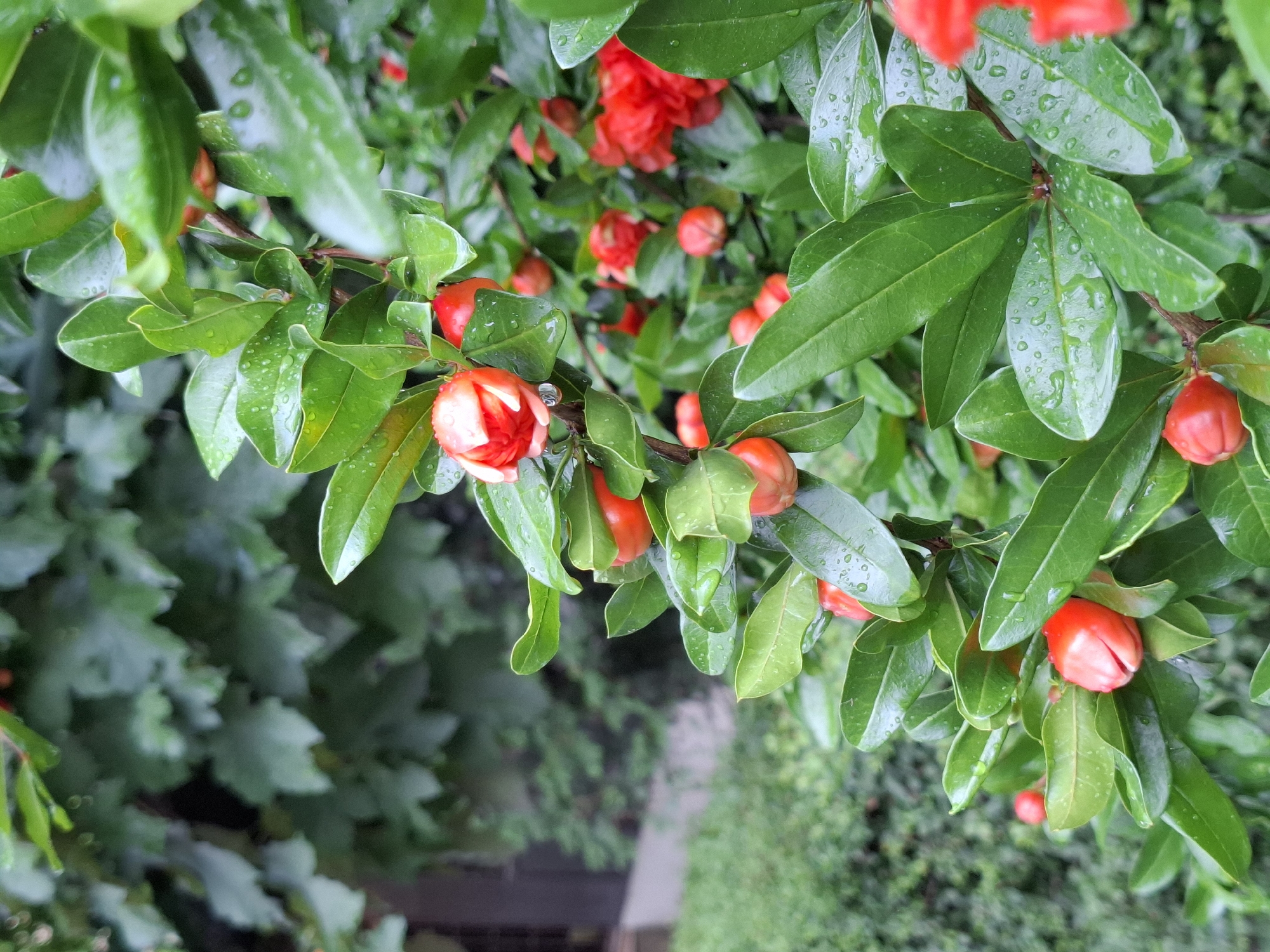 This image shows a close-up of a pomegranate tree branch with its red flowers and green leaves, wet from recent rain. The branch is laden with small, round, red buds and some partially opened flowers. The leaves are vibrant green and shiny, covered in water droplets. In the background, out of focus, are more green foliage and a hint of a building structure, suggesting an outdoor environment within a garden or park setting in Zemun Urban Municipality, Serbia. The focus is sharp on the branch in the foreground, highlighting the details of the plant and the impact of the rain.