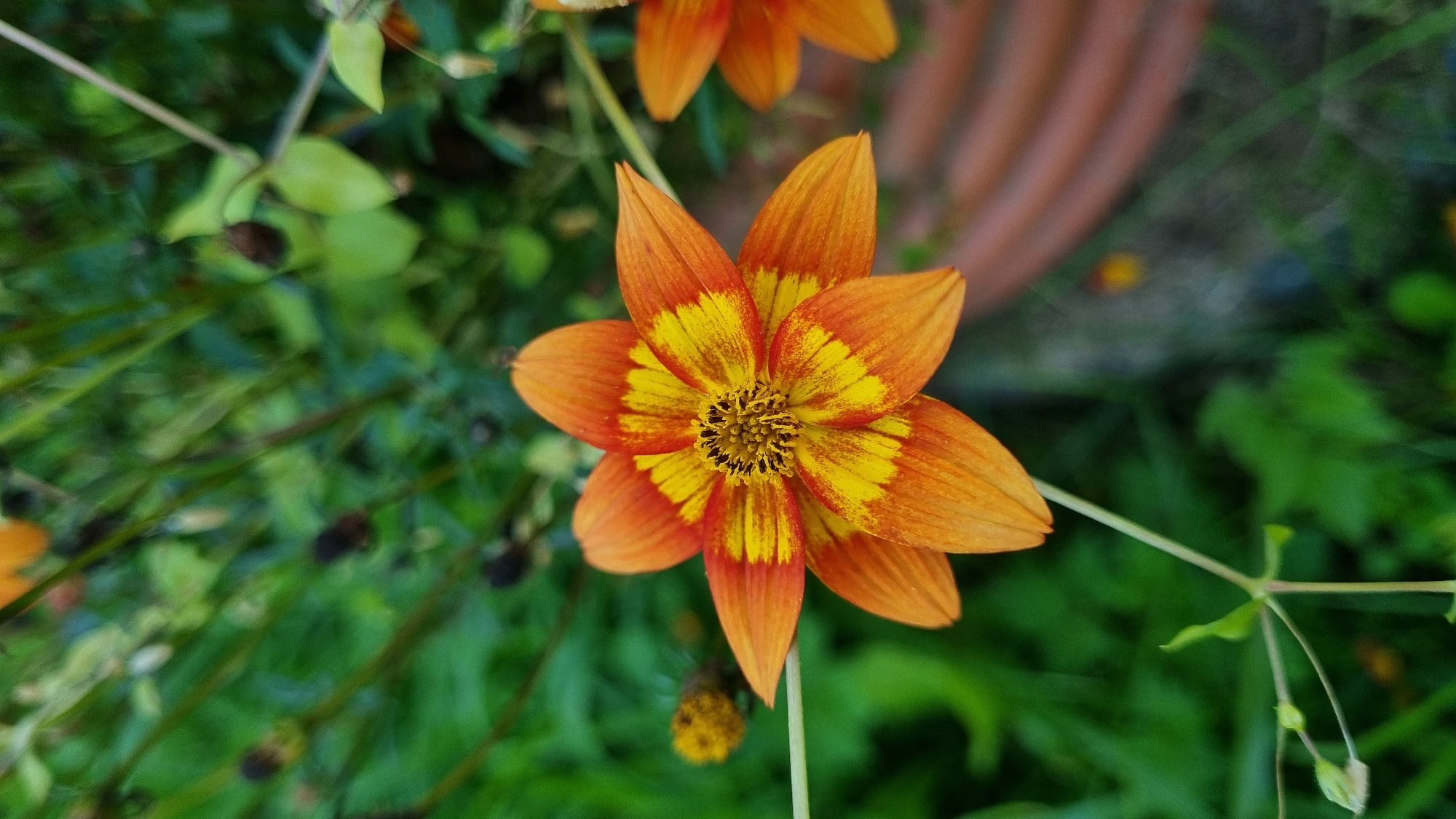 A single, vibrant orange and yellow flower with pointed petals is in focus, centered in the frame. The flower's center is a dark, textured disc surrounded by yellow. The petals transition from yellow near the center to a rich orange towards their tips. The background is a soft blur of green foliage, suggesting a garden or natural setting. To the right, out of focus, is part of a terracotta pot. A thin, light-colored stem supports the main flower, with smaller, bud-like structures visible lower down. The overall scene is a close-up of nature, highlighting the intricate details of the flower. This image was captured in the city of Vysokoe, Russia.