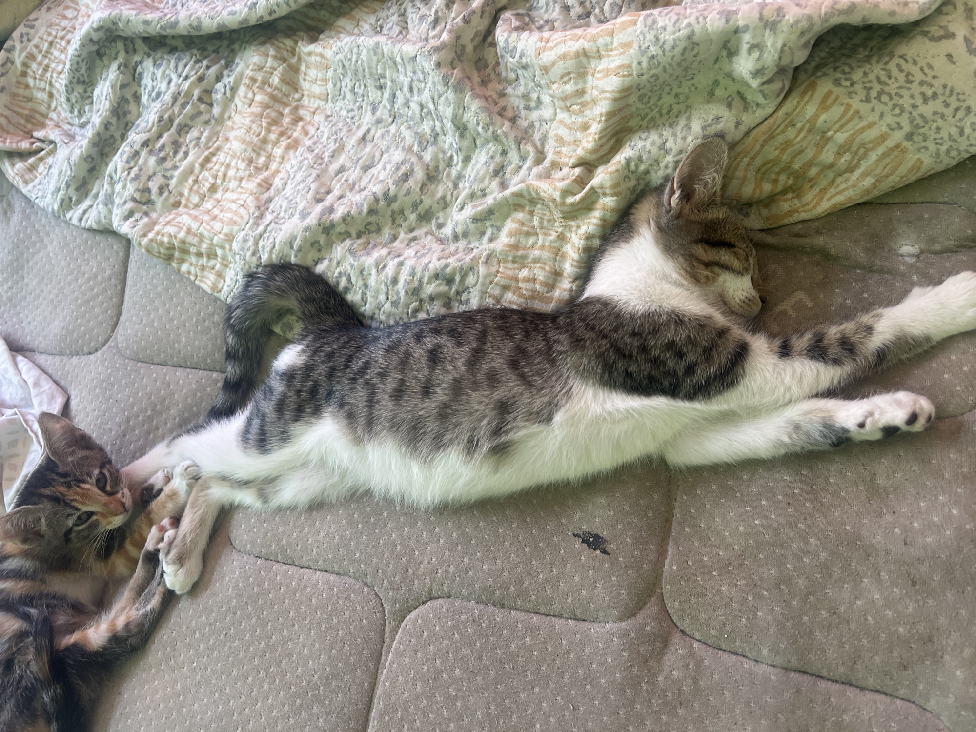 The image depicts two cats lying on a tan and beige patterned bed. A blanket with similar color patterns is draped on the top left side. One cat is a long-bodied tabby with white markings, lying stretched out. It appears to be sleeping. The second cat is smaller, predominantly tan and brown with darker tabby markings. It is facing the larger cat and appears to be grooming or playing with its paws. The environment looks like a domestic indoor setting. The city of Arica, Chile is not evident in the image.