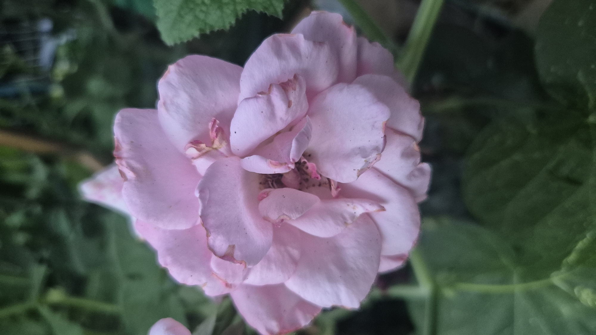 The image is a close-up, vertical shot of a pale pink rose in bloom. The rose is fully open, with many delicate petals layered on top of each other. Some of the petals have slightly browning or dry edges, indicating the flower may be past its prime. The center of the rose is darker, with visible stamen. The background is a soft blur of green foliage, suggesting the rose is part of a garden or natural setting. There is no discernible urban environment or specific location identifiable within the image. The focus is entirely on the details and texture of the rose itself.
