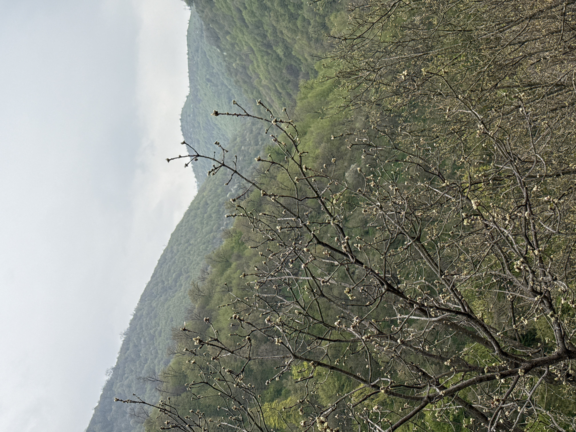 The image shows a forested hillside on a cloudy day. Bare branches of a tree are in the foreground, with buds visible on the branches. Behind the tree, a green, densely wooded slope rises towards the top of the frame. The sky is overcast. The location is Pambak, Armenia.