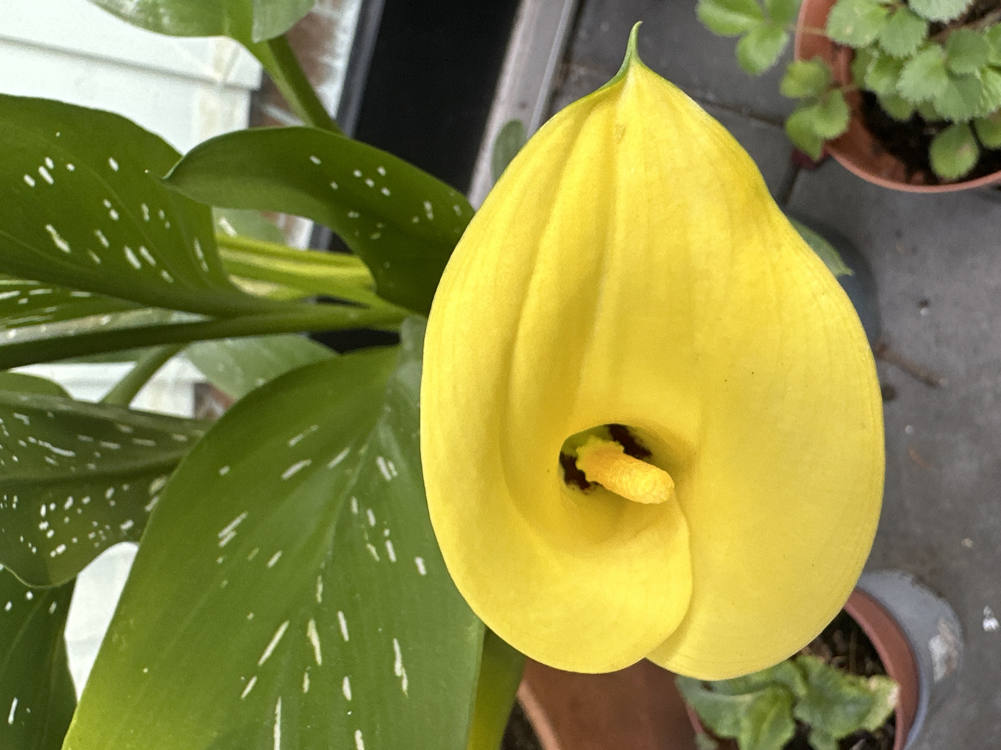 A bright yellow Calla Lily flower is the main subject, positioned in the center of the frame. The flower is partially unfurled, revealing a vibrant yellow spadix in its center. Behind the lily, large, glossy green leaves with white speckles are visible. The background includes a dark, blurry area which appears to be a window or doorway, and hints of other potted plants with smaller green leaves at the bottom of the image. The overall scene suggests an outdoor setting, possibly a patio or garden area, given the potted plants and the grey, textured ground. The lighting is bright, highlighting the rich colors of the flower and foliage. There are no people or animals present in the image. The image does not provide information about the location in Krefeld, Germany.