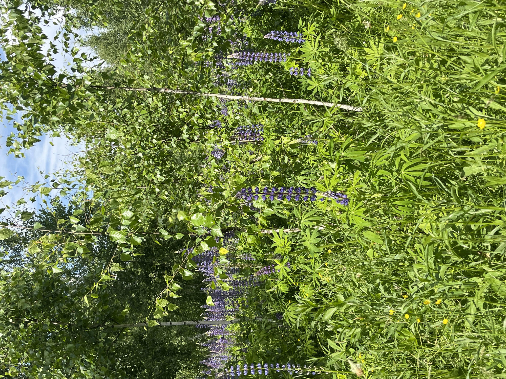 The image shows a sunlit meadow with tall green grass and scattered purple lupine flowers. Several slender birch trees with white bark and green leaves are interspersed among the flowers. The scene is lush and natural, suggesting a rural or park-like environment. The image does not contain any people or specific landmarks that would indicate a precise location within Vasilyevo, Russia, other than it appears to be an outdoor natural setting. The lighting suggests it is daytime, possibly late morning or early afternoon, given the bright sunlight and clear blue sky visible in patches through the trees.