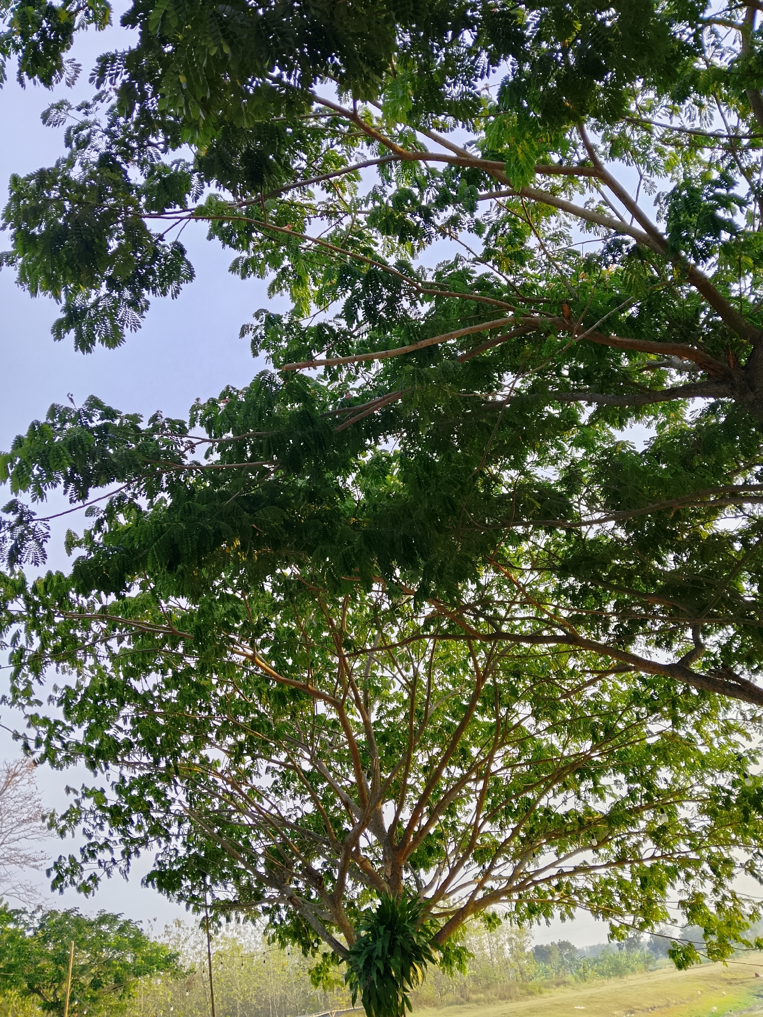 The image depicts a view looking up into the canopy of two large trees, with their branches and green leaves filling most of the frame against a pale sky. In the background, a blurred landscape with more trees and foliage is visible. The lower part of the image shows a hint of a dirt path and some vegetation. The scene appears to be outdoors in a natural setting, possibly a park or a rural area. The specific location is not discernible from the image itself, but if it is in Ngadrin, Indonesia, it suggests a tropical or subtropical environment with lush vegetation. There are no people or discernible actions taking place.
