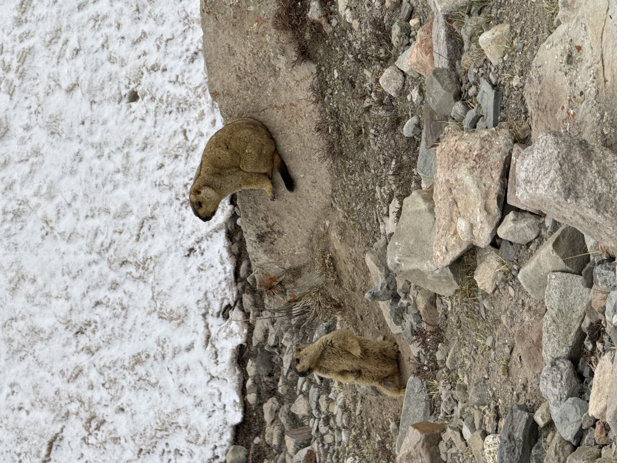 This image captures a high-angle view of a rugged, rocky, and snow-covered mountainous landscape during daylight. The scene features two marmots amidst their natural habitat.
In the upper-middle section, one furry, light brown marmot with a dark tail is prominently positioned on a large rock, facing towards the snowy ground on the left. Its entire body is visible, appearing alert. Further down and to the right, a second marmot, also light brown and furry, is partially visible, seemingly nestled between or emerging from a cluster of rocks. Only its head and upper body are clearly distinguishable.
The terrain is characterized by a significant presence of grey, brown, and reddish-hued rocks of varying sizes, interspersed with patches of sparse, dried vegetation or moss. The left side of the image is dominated by a textured expanse of white snow or ice, indicating a cold environment or high altitude. The lighting suggests it is daytime. There are no people or discernible text in the image.
