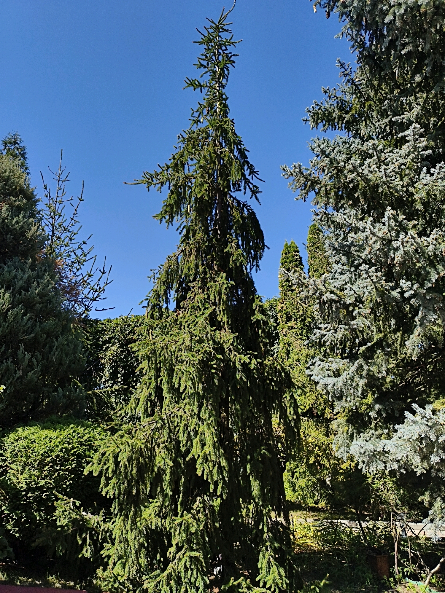 The image shows a lush garden with various evergreen trees under a clear blue sky. A tall, slender spruce tree with drooping branches is prominent in the foreground, its dark green needles illuminated by sunlight. To its right, a mature blue spruce tree displays its characteristic silvery-blue foliage. Behind these, a dense hedge and other trees create layers of green. The scene is set outdoors, likely in a residential or park area, with no people or animals visible. The environment suggests a sunny day in a temperate climate.