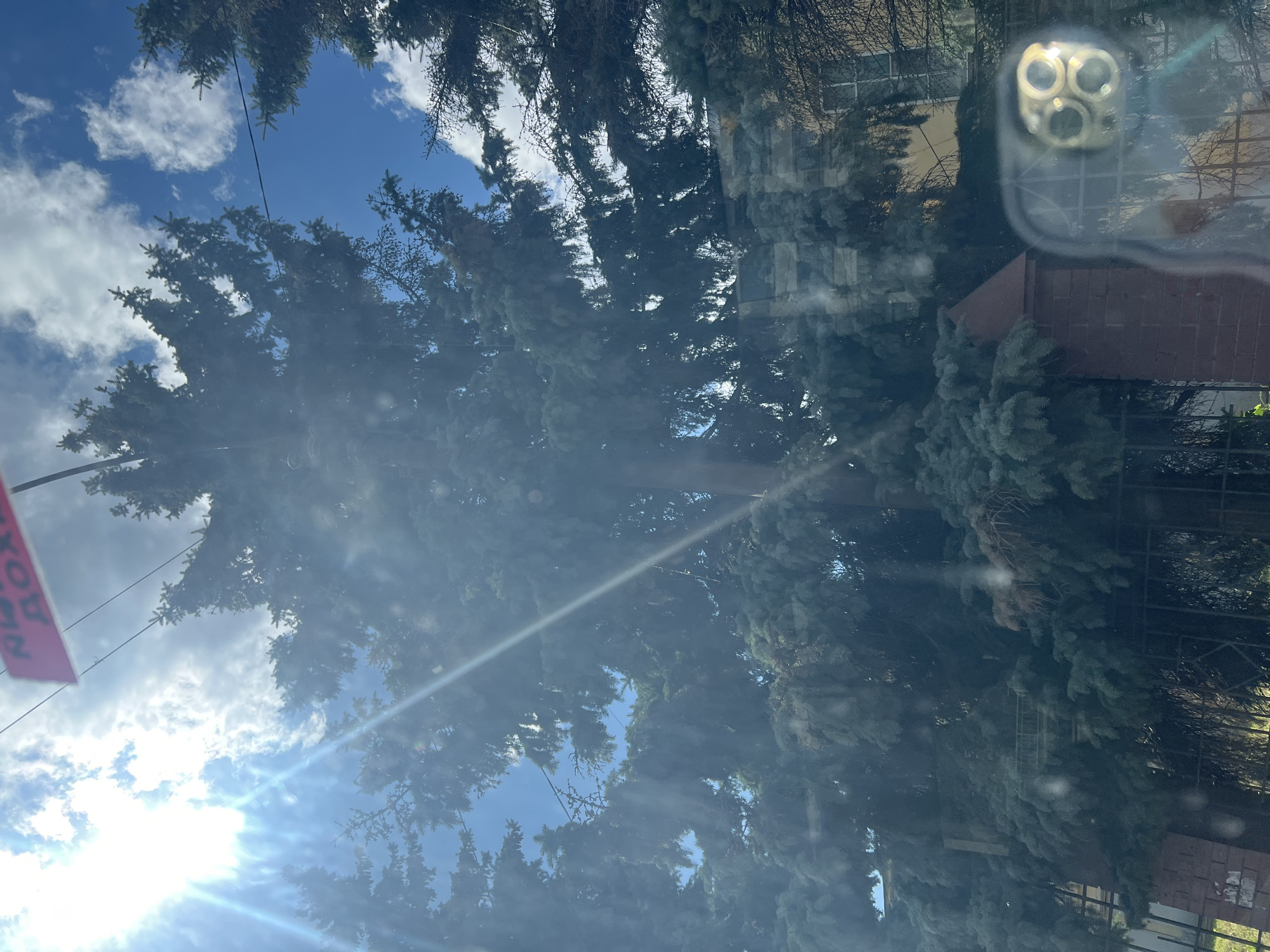 The image depicts a view from inside a vehicle looking out through a windshield, which shows reflections. The foreground is dominated by lush green pine trees, with their branches partially obscuring the view. A red brick fence and gate are visible at the bottom of the frame, with some greenery behind it. In the middle ground, a building with windows can be seen through the trees. The sky above is blue with scattered white clouds. A bright sun is shining, causing lens flare and glare on the windshield. A red sign with Cyrillic text is visible at the top of the image. Reflected in the bottom right corner of the windshield is the camera housing of a smartphone, showing three lenses. The scene appears to be a residential or park area in Ulyanovsk, Russia.