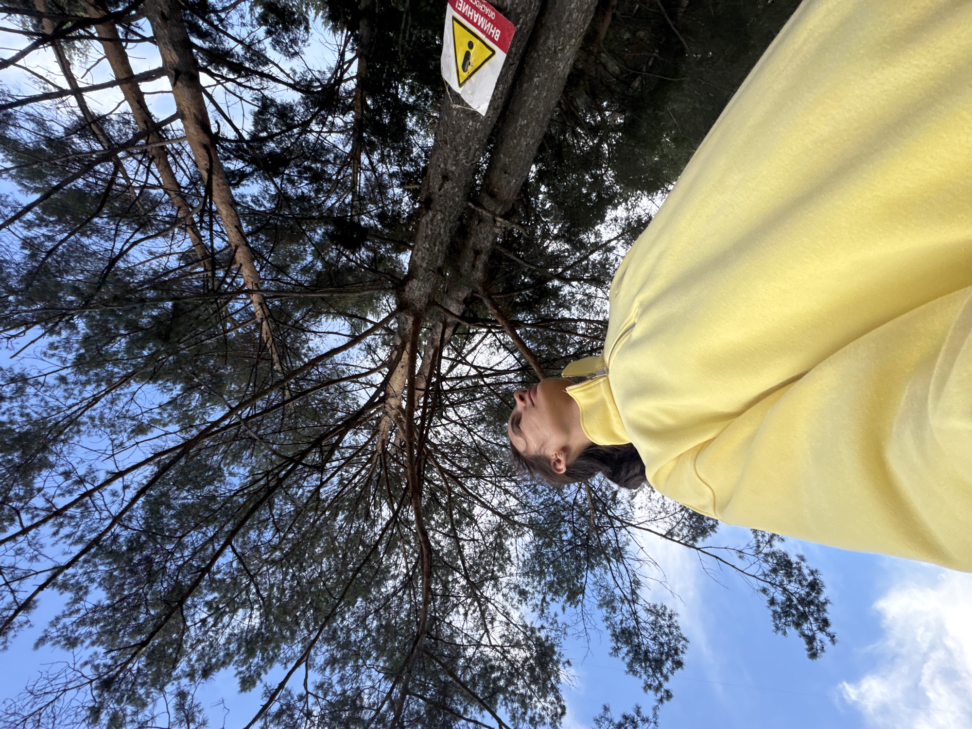 A young woman wearing a yellow sweatshirt stands outdoors, looking up at tall pine trees. The camera is positioned low, emphasizing the height of the trees and the expansive sky. The trees are densely packed, with thin branches reaching towards the sky. Some branches are bare, while others are covered in pine needles. The sky is a clear blue with a few wispy white clouds. A warning sign with a triangle and what appears to be an exclamation mark is attached to one of the tree trunks. The location is identified as the city of Chaikovsky, Russia.