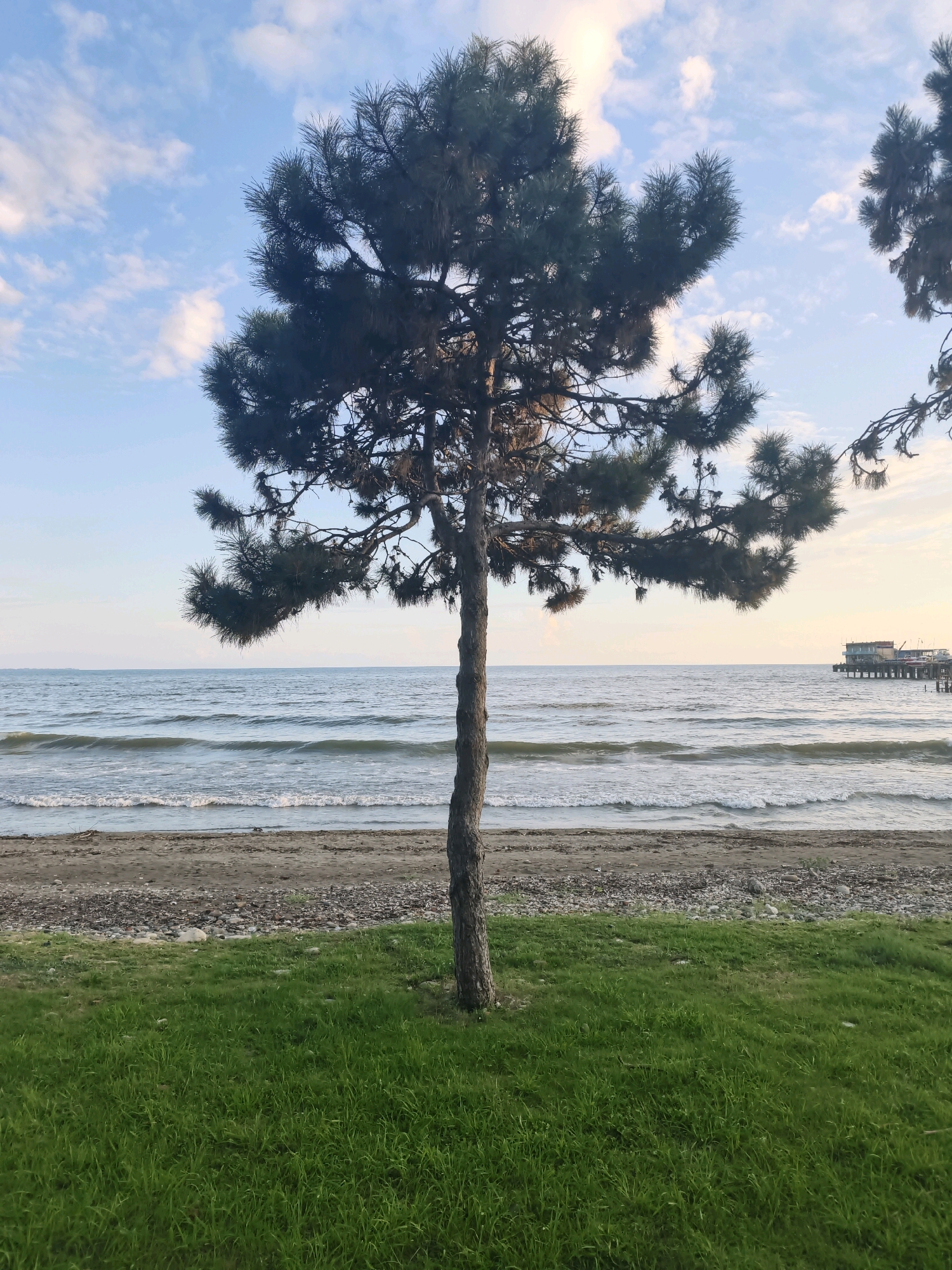 The image depicts a tranquil scene at a beach, likely located in the city of Sokhumi, Abkhazia. In the foreground, a lush green lawn with short, well-maintained grass provides a vibrant contrast to the muted tones of the beach and sea. A solitary pine tree stands prominently in the center of the frame, its dark green, needle-like foliage reaching upwards and outwards. The trunk of the tree is textured and appears somewhat aged.
Beyond the lawn and the tree, a sandy and pebbly beach stretches across the middle ground. The pebbles are of varying sizes and colors, creating a natural, uneven surface. Gentle waves with white foam are seen lapping at the shore, indicating a calm sea. The water is a muted blue-gray, reflecting the overcast sky.
In the far distance, on the right side of the image, a pier or jetty extends into the sea. Several buildings with red roofs are visible on the pier, and some boats are moored nearby. The sky above is a soft blue, dotted with scattered white clouds. The overall atmosphere of the image is serene and peaceful, capturing a moment of natural beauty by the sea. There are no people or animals visible in the scene.