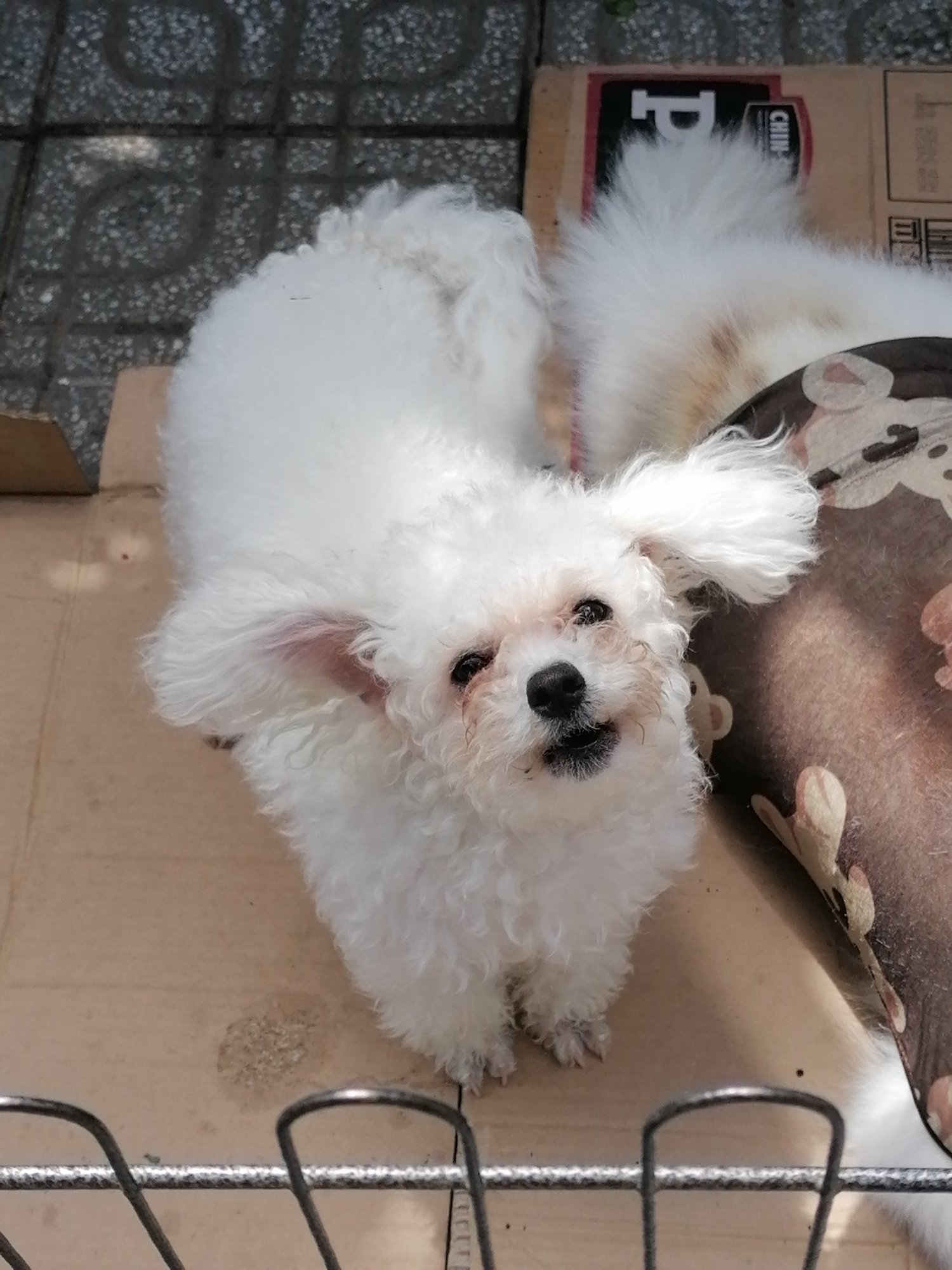 A high-angle, eye-level shot captures two white, curly-haired dogs, possibly Bichon Frises, resting on a cardboard surface. The dog in the foreground is looking directly at the camera with its mouth slightly open. Its fur is groomed, and it has dark eyes and a black nose. The second dog is partially visible in the background, lying down with its head turned away. Both dogs appear to be indoors or in a covered outdoor area, indicated by the presence of a metal grate in the lower portion of the frame. The background shows a tiled floor with a pattern of interlocking shapes. A brown and white patterned blanket or fabric is visible to the right of the dogs. The overall setting suggests a domestic or sheltered environment, potentially in Da Lat, Vietnam, a city known for its cooler climate and numerous dog-related tourism businesses.