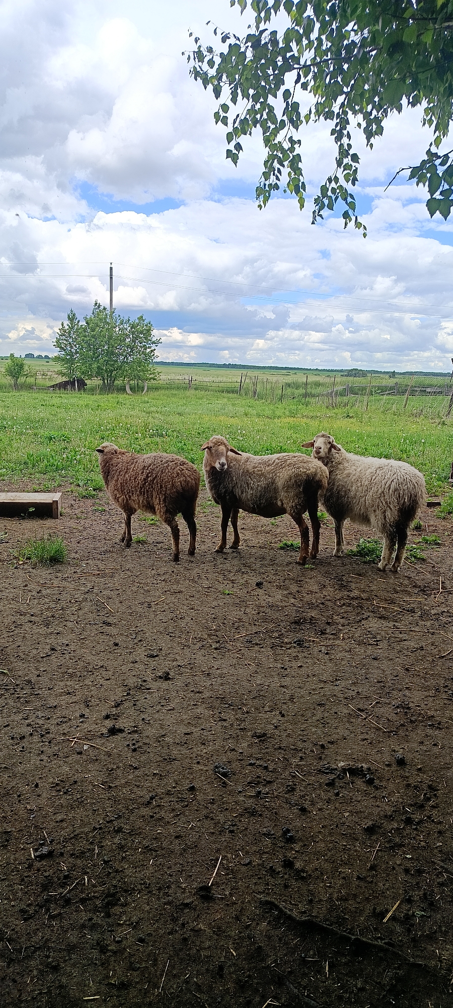 The image shows three sheep standing in a muddy outdoor area. The sheep are positioned from left to right, with the first sheep being a dark brown color, the second a lighter brown, and the third a creamy white. They are all facing towards the right of the frame, with the creamy white sheep looking directly at the camera. Behind the sheep, a green field stretches into the distance, dotted with a few trees and bordered by a fence. The sky above is cloudy, with patches of blue visible. The scene appears to be in a rural setting, potentially on the outskirts of Каменное, Russia, given the presence of livestock and open fields. There are no humans visible in the image. The foreground is dominated by dark, wet mud with some scattered straw and debris.