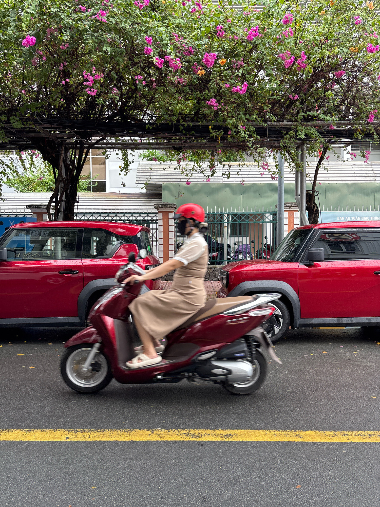 A person wearing a red helmet, black face mask, and a tan dress is riding a maroon scooter on an asphalt road. The scooter has a silver-toned front wheel and a chrome exhaust pipe. The person is positioned in the center-left of the frame, with the scooter's wheels blurred due to motion. The scooter is moving from left to right.
On the left side of the scooter is a red SUV, partially visible with its front door and side panel showing. On the right side of the scooter, another red SUV is visible, with its rear section and side panel in view. The two red SUVs appear to be parked side-by-side.
Overhead, lush green foliage with vibrant pink flowers is suspended from a dark, intricate trellis structure. The flowers are blooming profusely, creating a natural canopy. Behind the cars and foliage, a light-colored building with multiple windows is visible. A green fence with decorative metalwork runs along the background. A sign with Vietnamese text is partially visible on the building. The ground is wet, suggesting recent rain. A bright yellow line runs horizontally across the asphalt road in the foreground, indicating a lane divider. The overall scene suggests an urban environment in Nha Trang, Vietnam, possibly during daylight hours under overcast conditions, given the lighting.