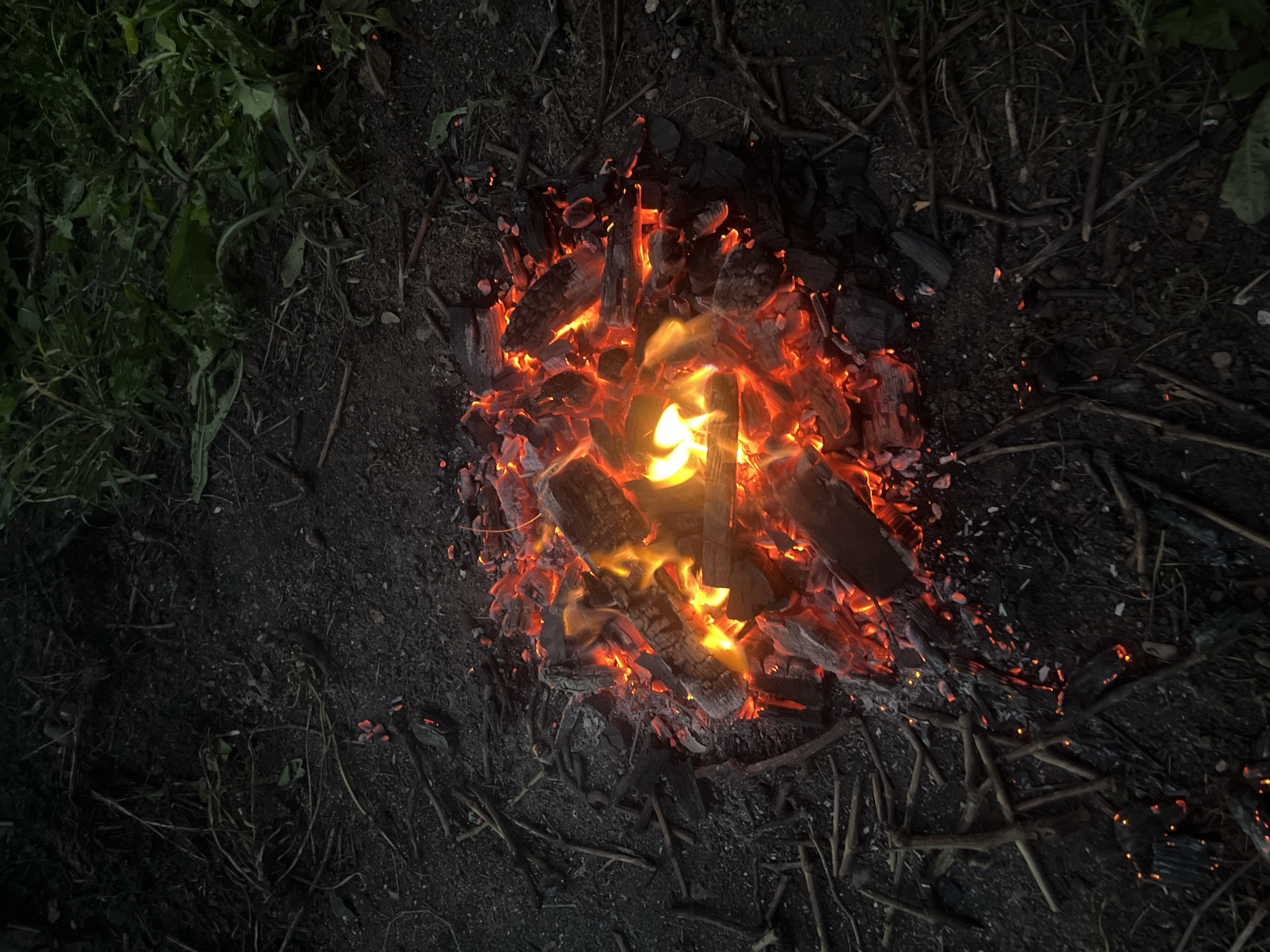 A high-angle shot captures a campfire burning in a patch of dark soil, surrounded by dry twigs and sparse green vegetation. The fire is composed of several pieces of burning wood, glowing with intense orange and yellow flames. Embers are scattered around the fire pit, and small patches of ash are visible. The surrounding ground is dark and rough, with many small branches and debris. The lighting is dim, suggesting it is either dusk or nighttime. There are no people or animals visible in the frame.