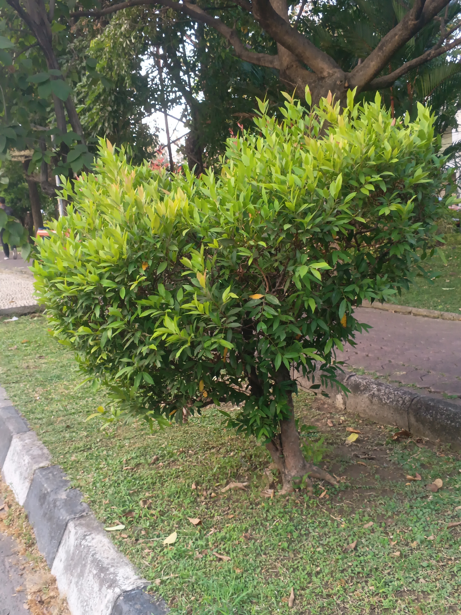 In a public park in Surabaya, Indonesia, a well-maintained, heart-shaped green shrub is the primary focus. The shrub is positioned on a grassy area beside a concrete curb and a paved pathway. The pathway is made of interlocking concrete blocks and runs parallel to the curb. In the background, several trees, including a large one with a thick trunk and branches, provide shade. Some fallen leaves are scattered on the grass and the pathway. A few people are visible in the distance, walking on the pathway, but they are not prominent. The scene appears to be set in the late afternoon, with soft lighting.
