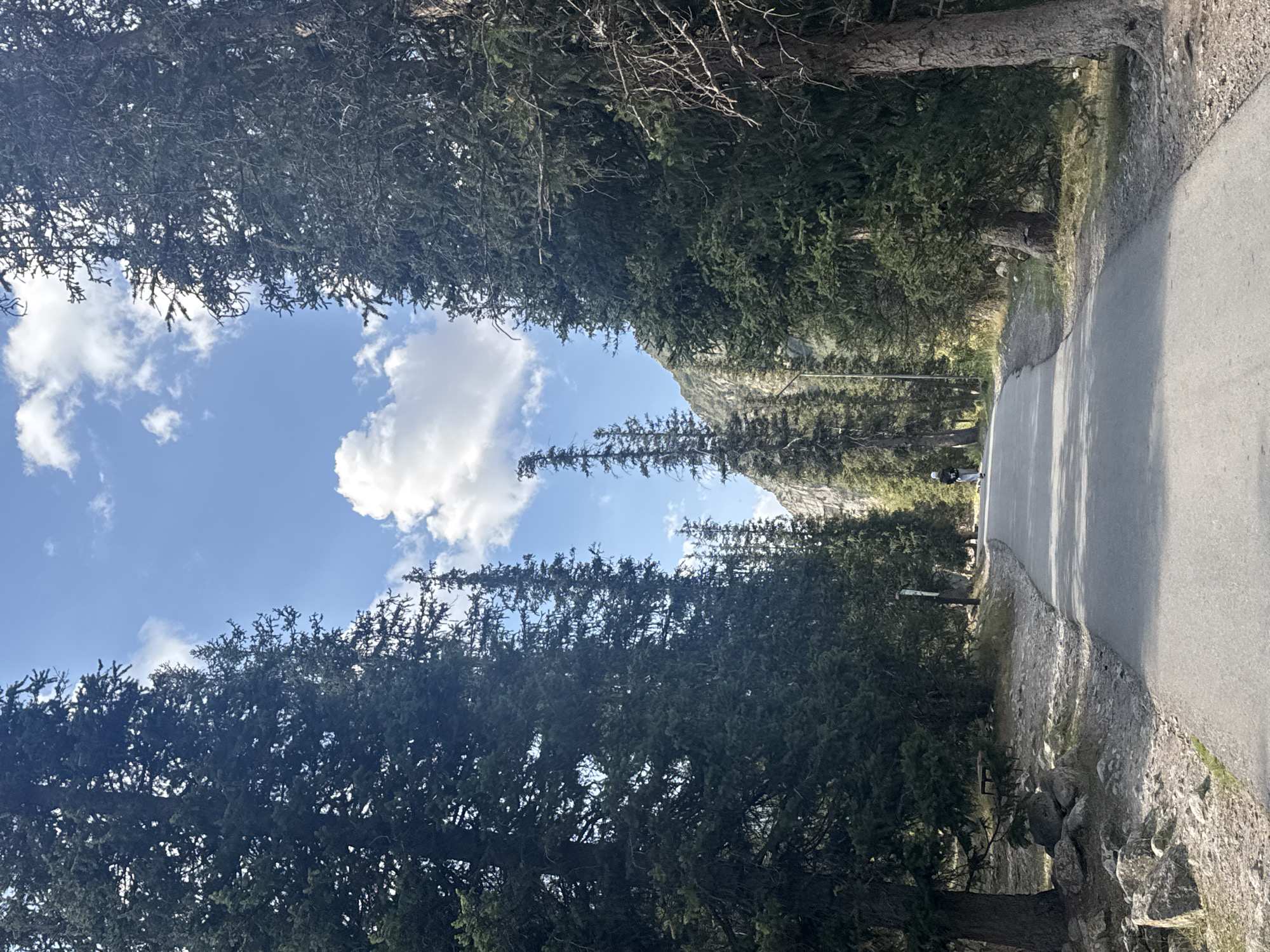A paved road winds through a forest of tall evergreen trees. The road curves to the right in the foreground and then straightens as it recedes into the distance, flanked by dense woods on either side. In the middle distance, a single person walks away from the viewer on the right side of the road, wearing dark clothing and a white hat. Sunlight dapples through the trees, and the sky above is a clear blue with scattered white clouds. Rocky ground and sparse vegetation are visible at the base of the trees. The overall scene suggests a natural, possibly mountainous, environment.
