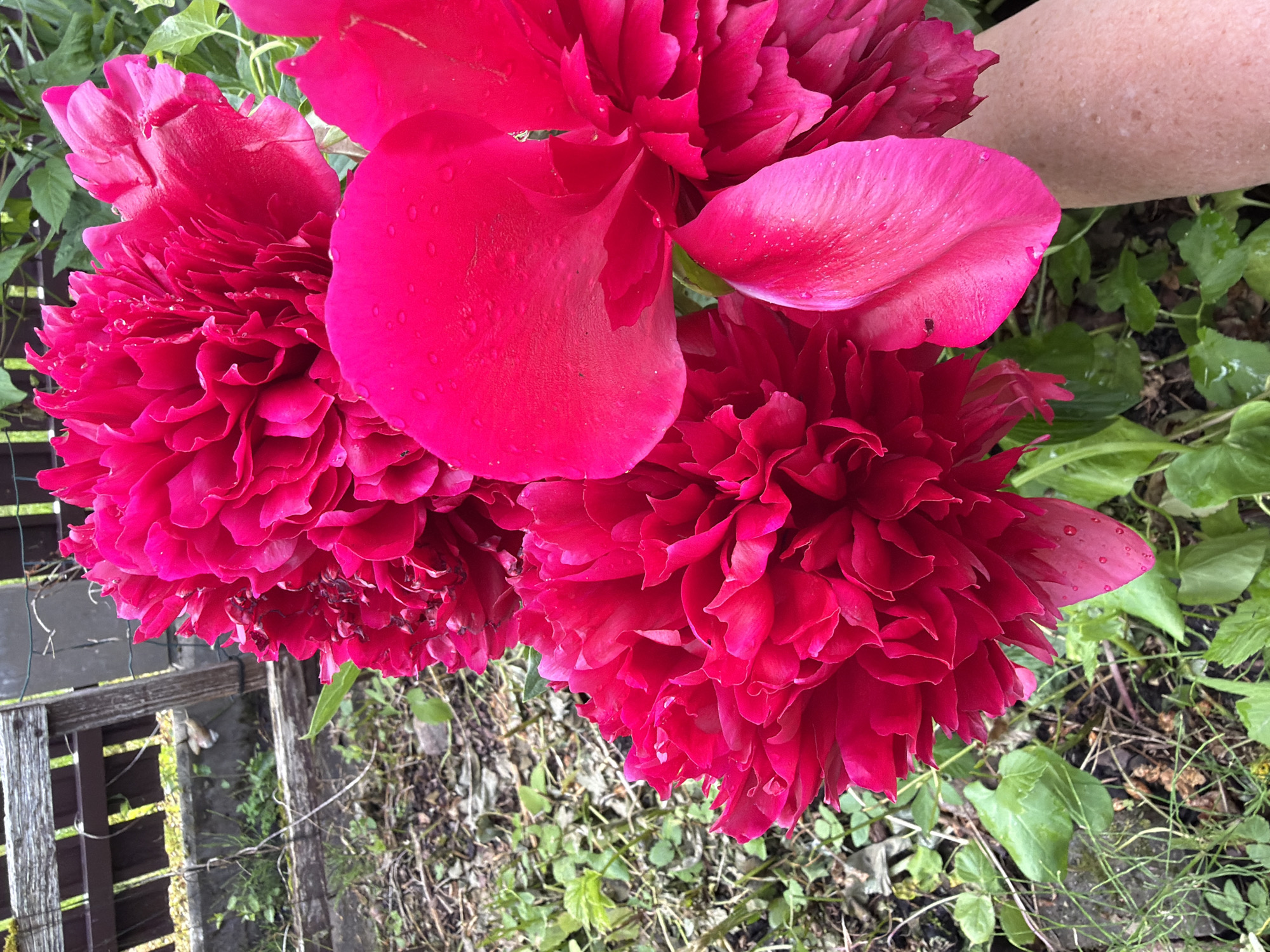 The image displays a close-up view of vibrant pink peony flowers in a garden setting. The flowers are lush and full, with visible water droplets on their petals, suggesting recent rain or watering. In the background, a wooden fence and green foliage are discernible, contributing to a natural, outdoor environment. The overall impression is one of lush natural beauty, likely captured in a domestic garden. The flowers are the primary focus, with their rich color and intricate petal structure dominating the frame.