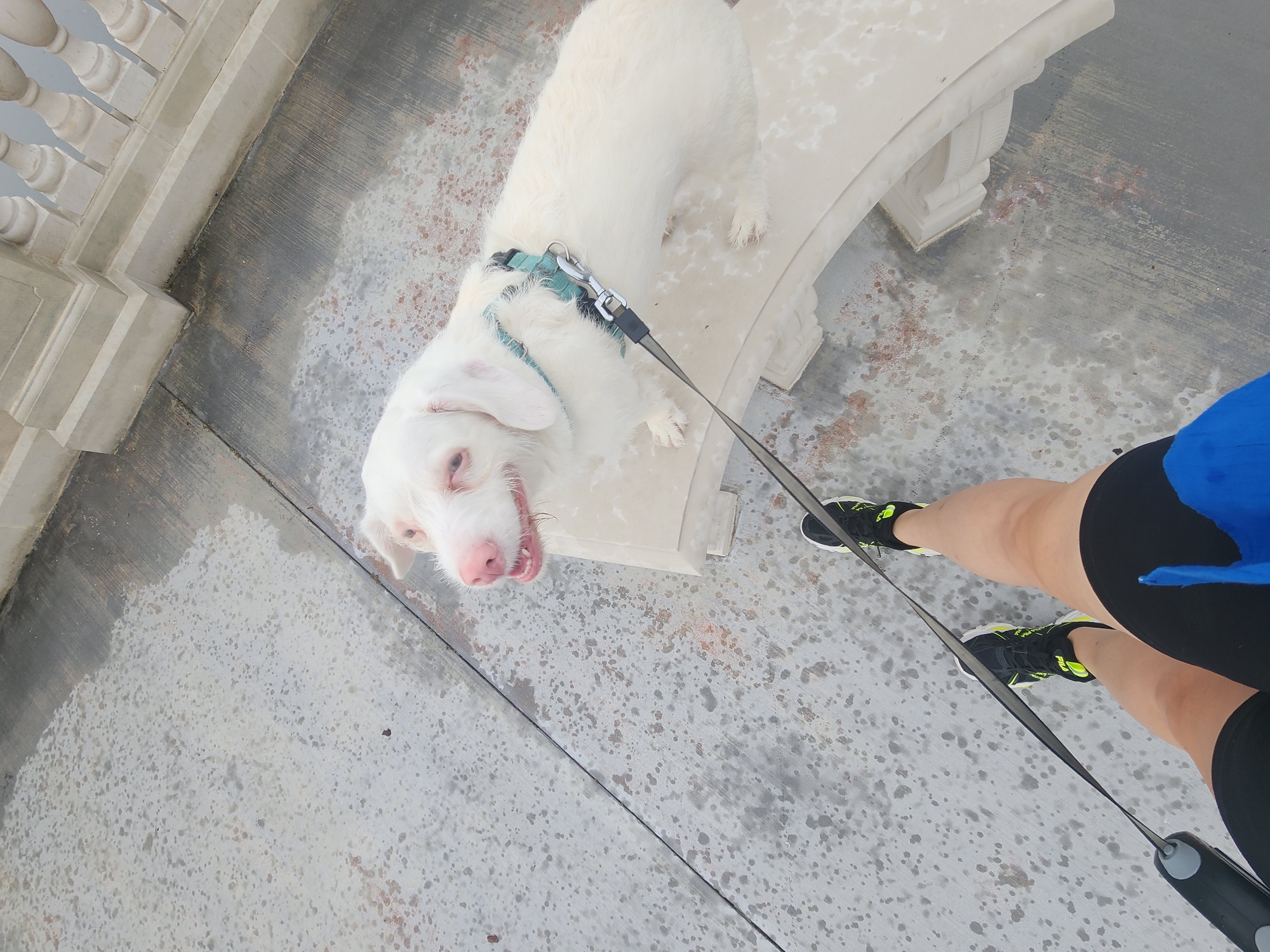 An overhead, first-person perspective shot shows a white dog on a leash, facing a bench while standing on wet concrete. The dog wears a teal harness and looks toward the camera with its mouth open. The leash extends downward, where it is held by the unseen photographer whose legs and feet are visible at the bottom of the frame. The photographer wears black athletic shorts, a blue garment, and black and yellow athletic shoes. The dog sits on a beige stone bench, which is part of a decorative railing in the background. The concrete ground appears to be stained and wet, suggesting recent rain. The scene is outdoors, with soft, diffused light. The location is Altamonte Springs, United States of America.