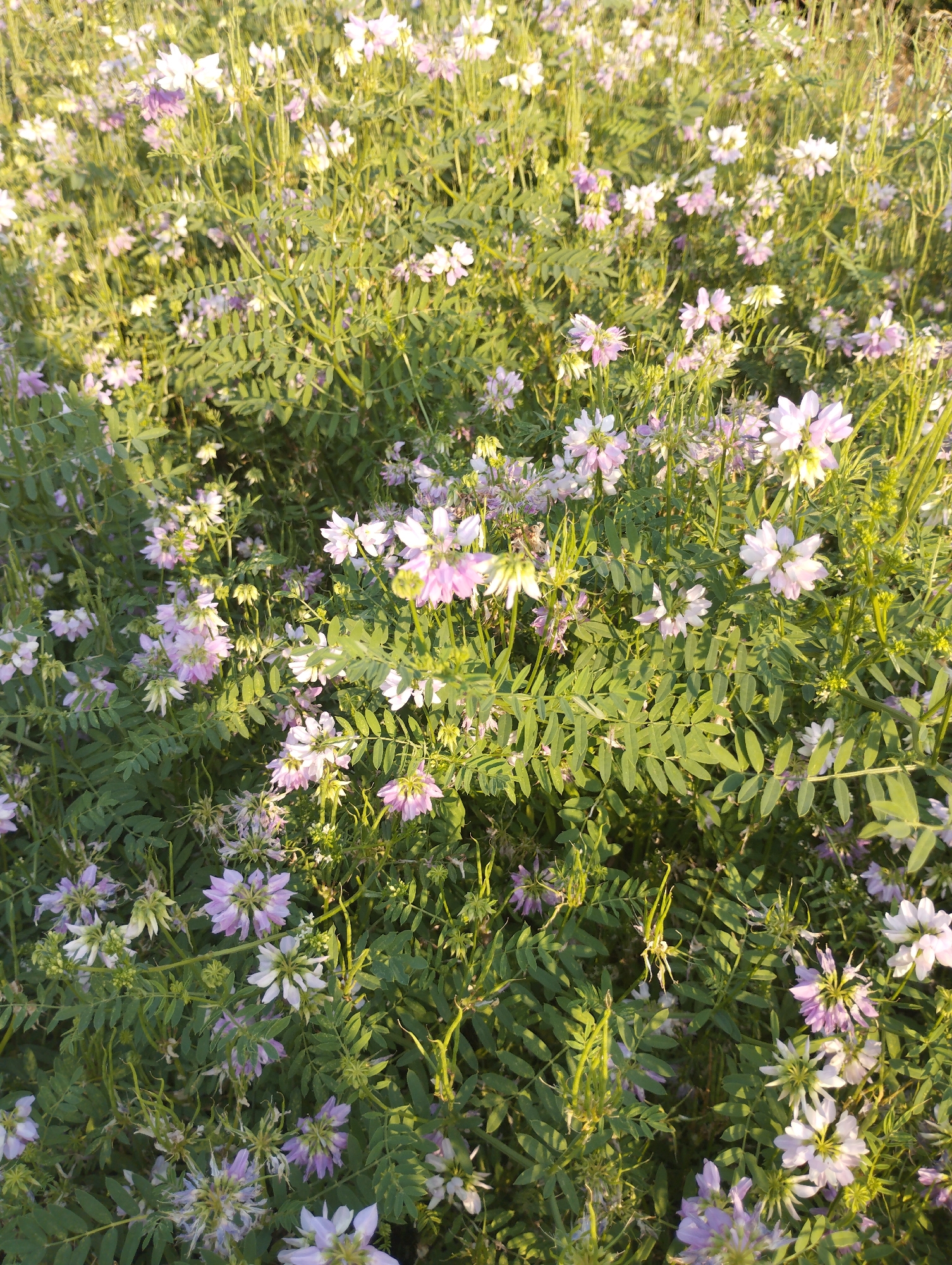 This image displays a dense field of flowering plants, likely in Vasylivka, Ukraine. The plants are characterized by numerous small, pea-like flowers in shades of white and pale purple. The foliage consists of compound leaves with many small leaflets, giving the plants a feathery appearance. The flowers are clustered together on thin stems, creating a lush, overgrown effect. The lighting suggests it is daytime, possibly late afternoon, with sunlight illuminating the scene from the side, casting shadows and highlighting the textures of the plants. No people or animals are visible in the frame. The overall impression is of a natural, uncultivated area.