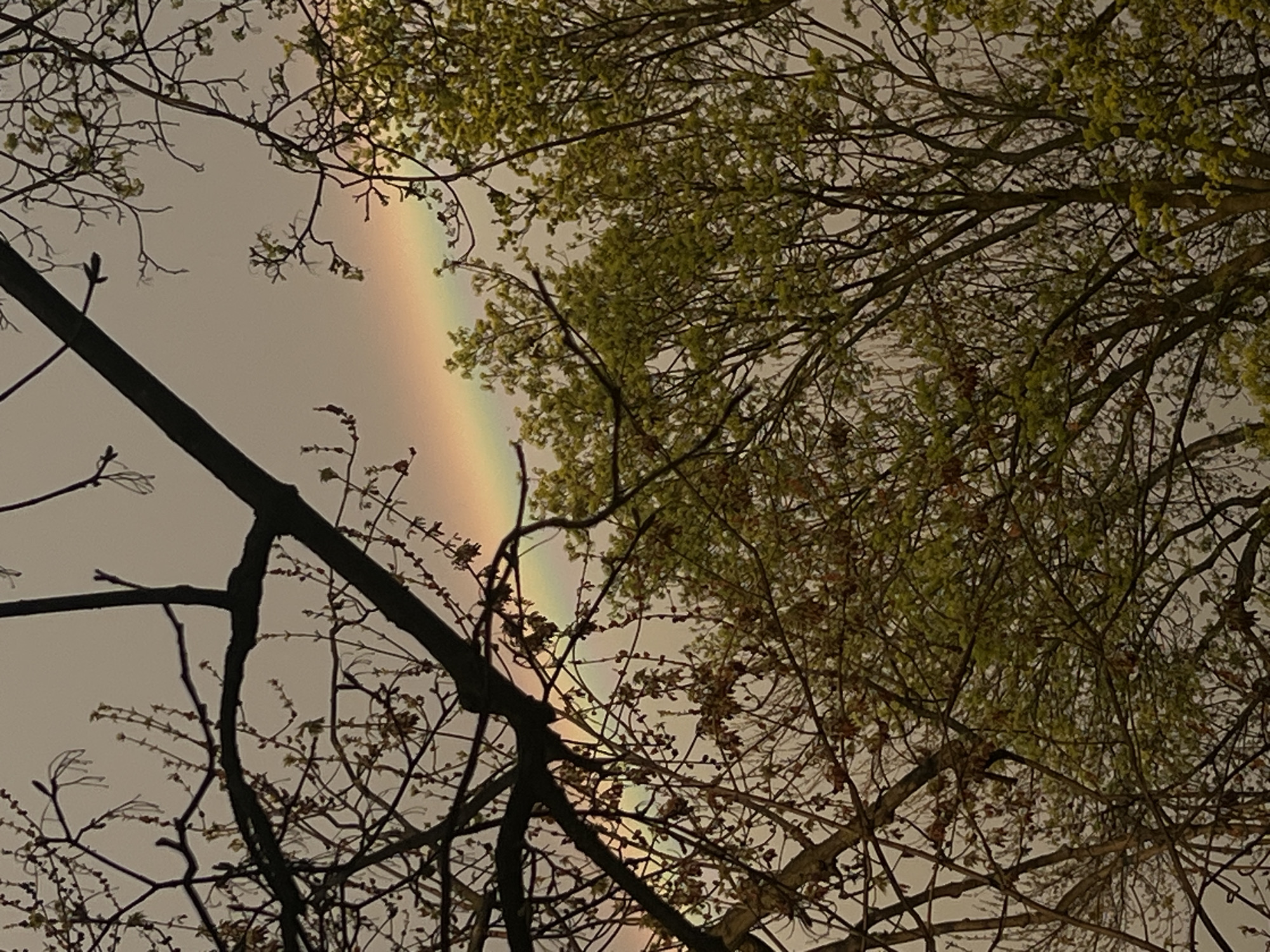 The image shows a view looking up through tree branches toward a sky that contains a rainbow. The trees have budding green leaves mixed with bare branches. The location is City of Newburgh, United States of America.