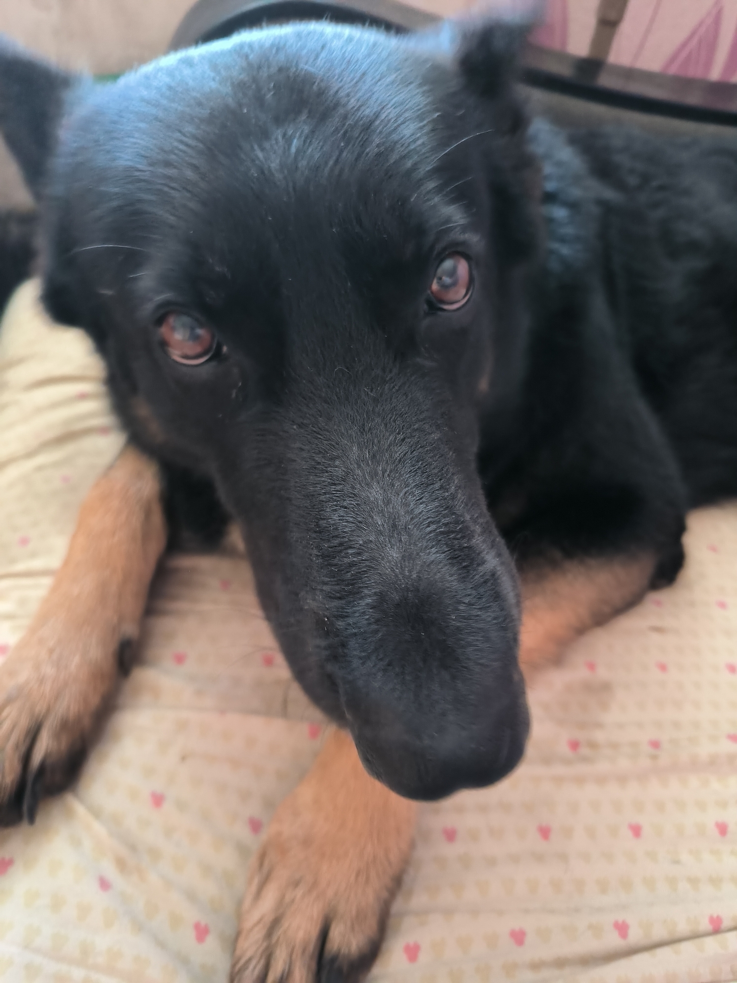 A close-up, low-angle shot shows a black and tan dog lying on a cream-colored fabric patterned with small pink hearts. The dog's head is in the foreground, with its snout extending towards the viewer. Its brown eyes are looking directly at the camera. The dog's front paws, one resting on its chest and the other extended slightly to the side, are visible. The background is blurred, showing hints of furniture and possibly another animal. The scene appears to be indoors.