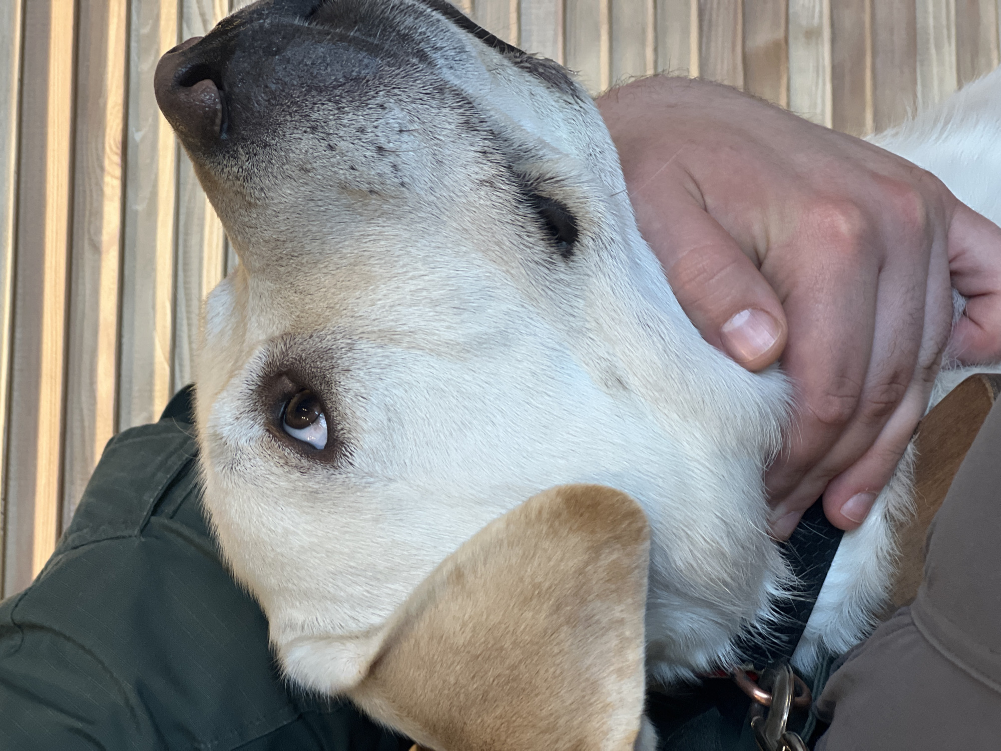 A close-up indoor shot depicts a light-colored Labrador Retriever being pet by a person. The dog's head is tilted upward, with the person's hand cupping the dog's face. The dog is wearing a black collar with a metal clasp and ring. The person is wearing a dark green jacket. The background features a light-colored wooden slat wall. The location is unknown and there is no indication that it is Mytishchi, Russia.
