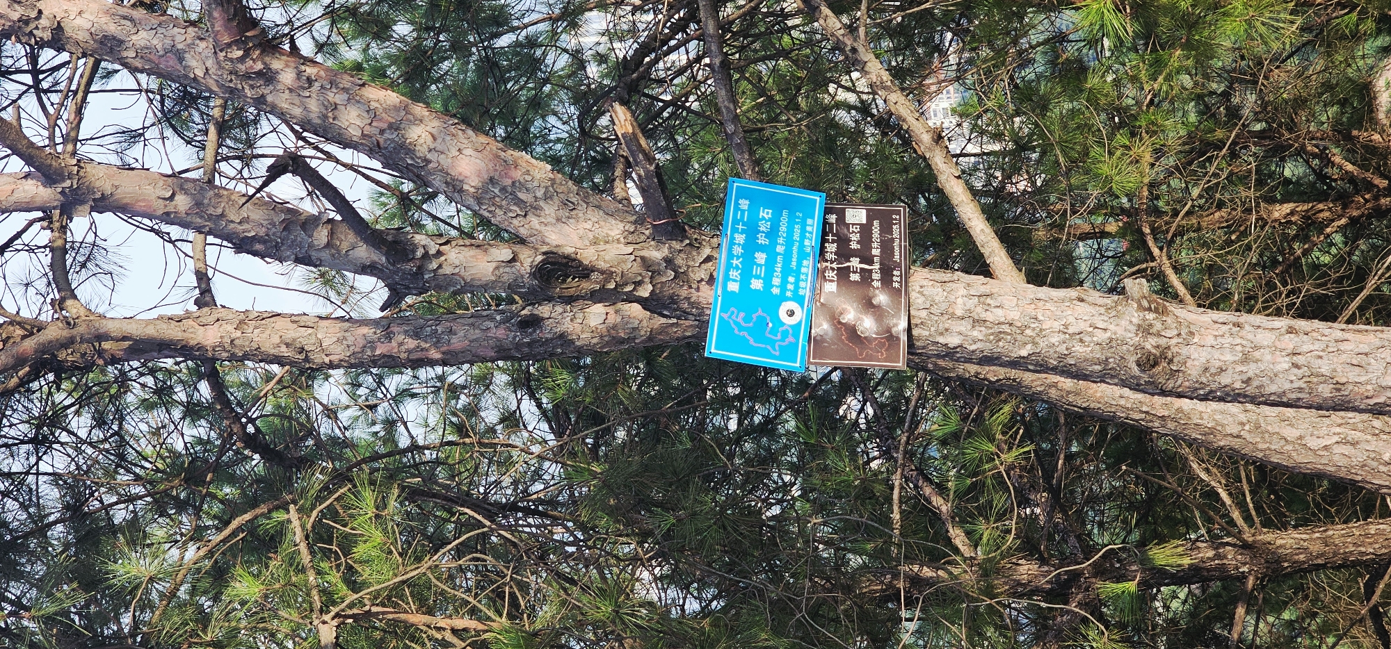 This image shows two signs attached to a pine tree in a wooded area. The signs are blue and brown and contain Chinese text and a map. The blue sign says "Chongqing University City Twelve Peaks, Third Peak, Hugong Stone," with additional information about distance and elevation. The brown sign appears to be a similar marker with a map and the same text. The tree is tall with rough bark and surrounded by pine needles. In the background, buildings and other trees are visible, suggesting an outdoor location, possibly a park or hiking trail. The overall scene is one of nature with informational signage.