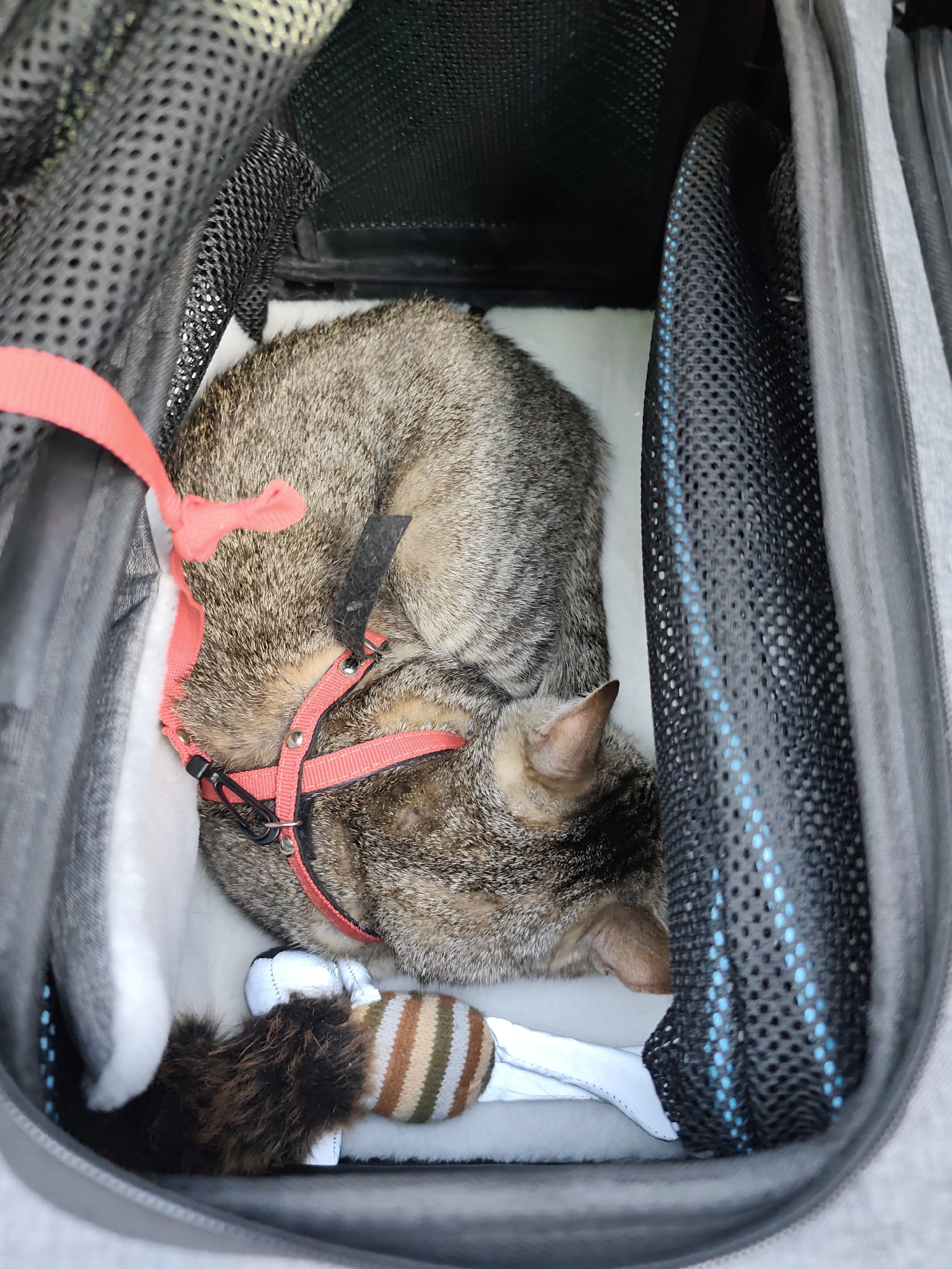 A brown tabby cat wearing a red harness is curled up inside a grey and black pet carrier, lying on a white cushion. A striped toy with a furry tail is visible near the cat. The inside of the carrier is also visible, with its mesh sides. The photo was taken indoors. The location is specified as Нижний Пальник, Russia.