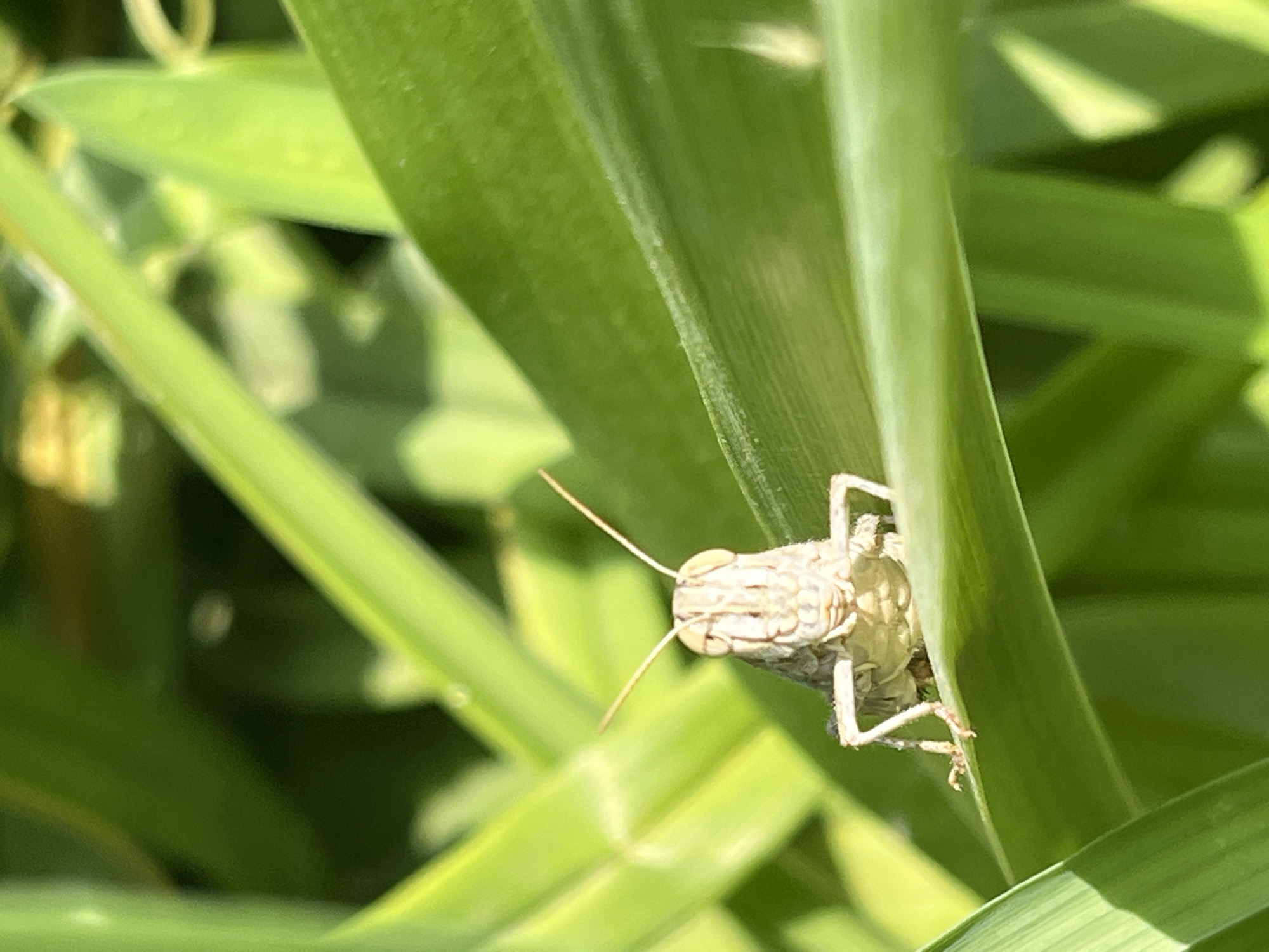 A close-up, eye-level shot captures a light brown grasshopper facing forward, perched on a vibrant green blade of grass. The grasshopper's body is detailed, showing its segmented structure and antennae extending upward. Its legs are positioned as if ready to jump. The background consists of more lush green foliage, suggesting an outdoor, natural environment, possibly in a park or garden within Krasnyye Barrikady, Russia. The lighting indicates it is daytime, with sunlight illuminating the scene. There are no humans or other animals visible.