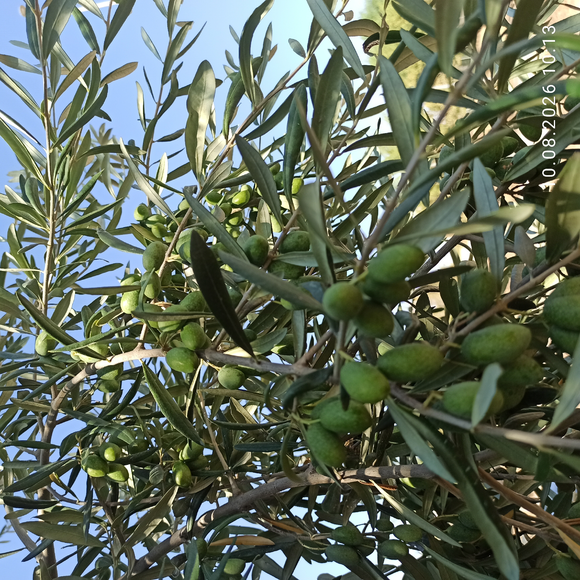 A close-up, low-angle shot captures a branch of an olive tree laden with green olives and dark green leaves. The branches are brown and gnarled, with some thin, dry twigs interspersed. The olives are oval-shaped and vary in size, with some appearing smooth and others slightly textured. Sunlight filters through the leaves, creating dappled shadows on the fruit and branches. The background shows a clear blue sky and hints of distant foliage, suggesting an outdoor setting, likely a grove or garden. A timestamp, "10.08.2026 10:13," is visible in the lower right corner of the image. This scene is typical of the olive groves found in and around Corato, Italy, a region renowned for its olive oil production. No people or animals are visible in the frame.