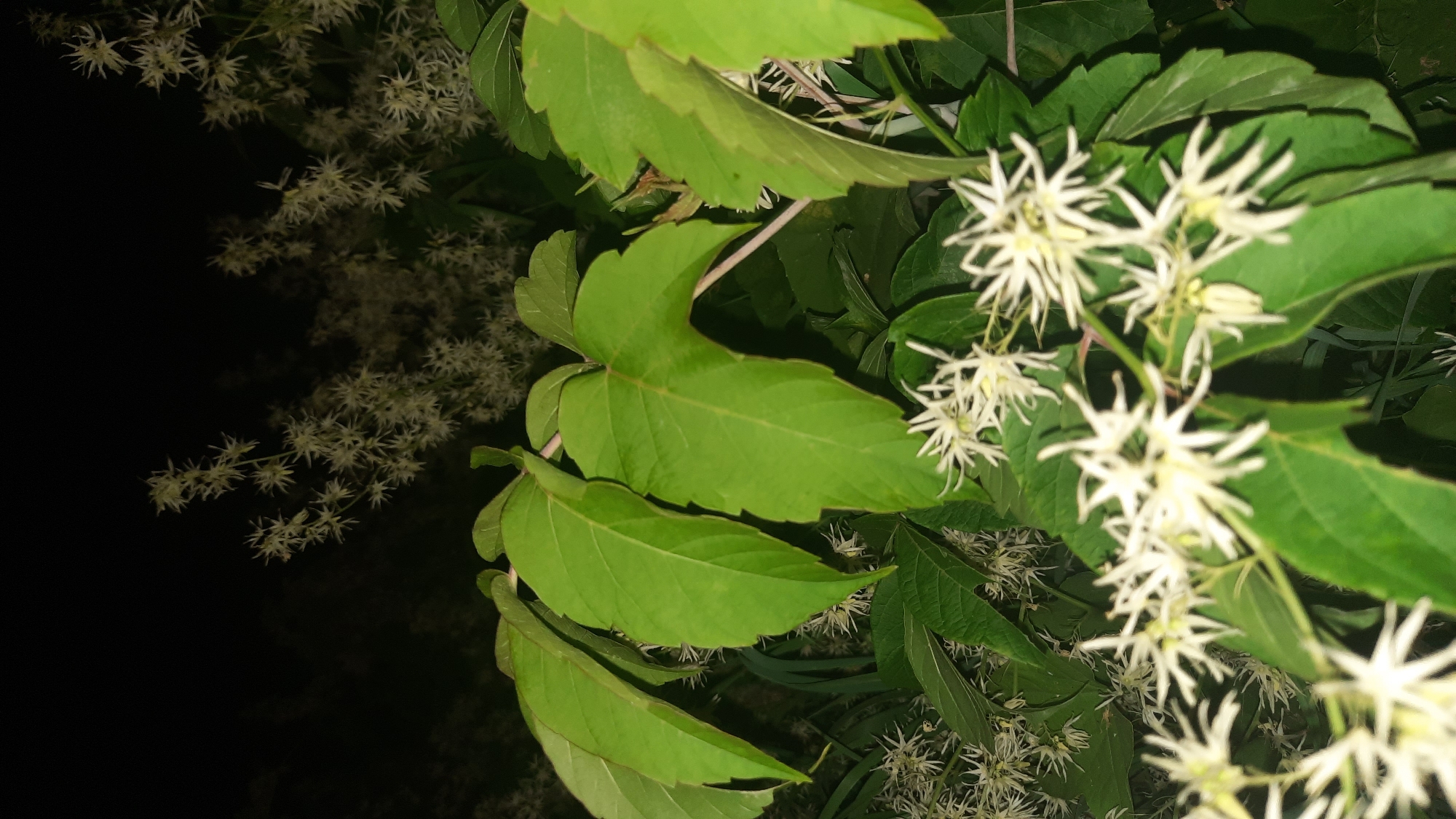 The image shows a close-up view of a plant with green leaves and clusters of small, star-shaped white flowers. The background is dark, suggesting it was taken at night or in a dimly lit area. The plant appears to be a vine with several prominent leaves in the foreground, some of which are partially obscuring the flowers. The flowers are delicate and have numerous thin, pointed petals. The overall scene suggests a natural setting, possibly a garden or park. There is no information in the image to indicate a specific location in the city of Shkloŭ, Belarus.