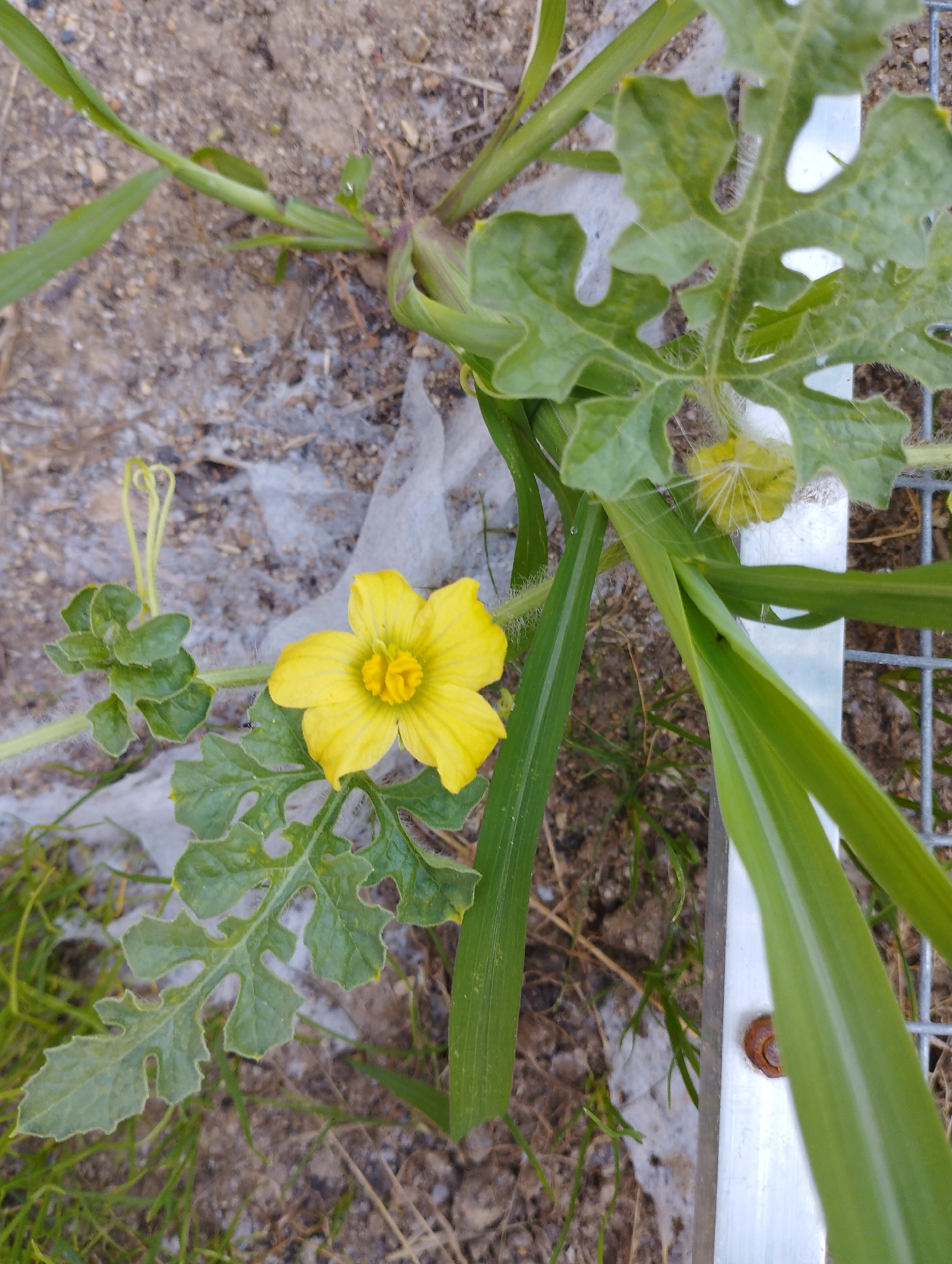 A yellow, five-petaled flower with a yellow stamen is in bloom. The flower is located on a vine with green leaves that are lobed and serrated. A coiled tendril is visible to the left of the flower. The flower and vine are growing in an outdoor environment with dry soil and some green grass. A metal fence is visible to the right of the plant, and a small snail is attached to the fence. The image does not provide information about the location in the city of Hospozín, Czechia.