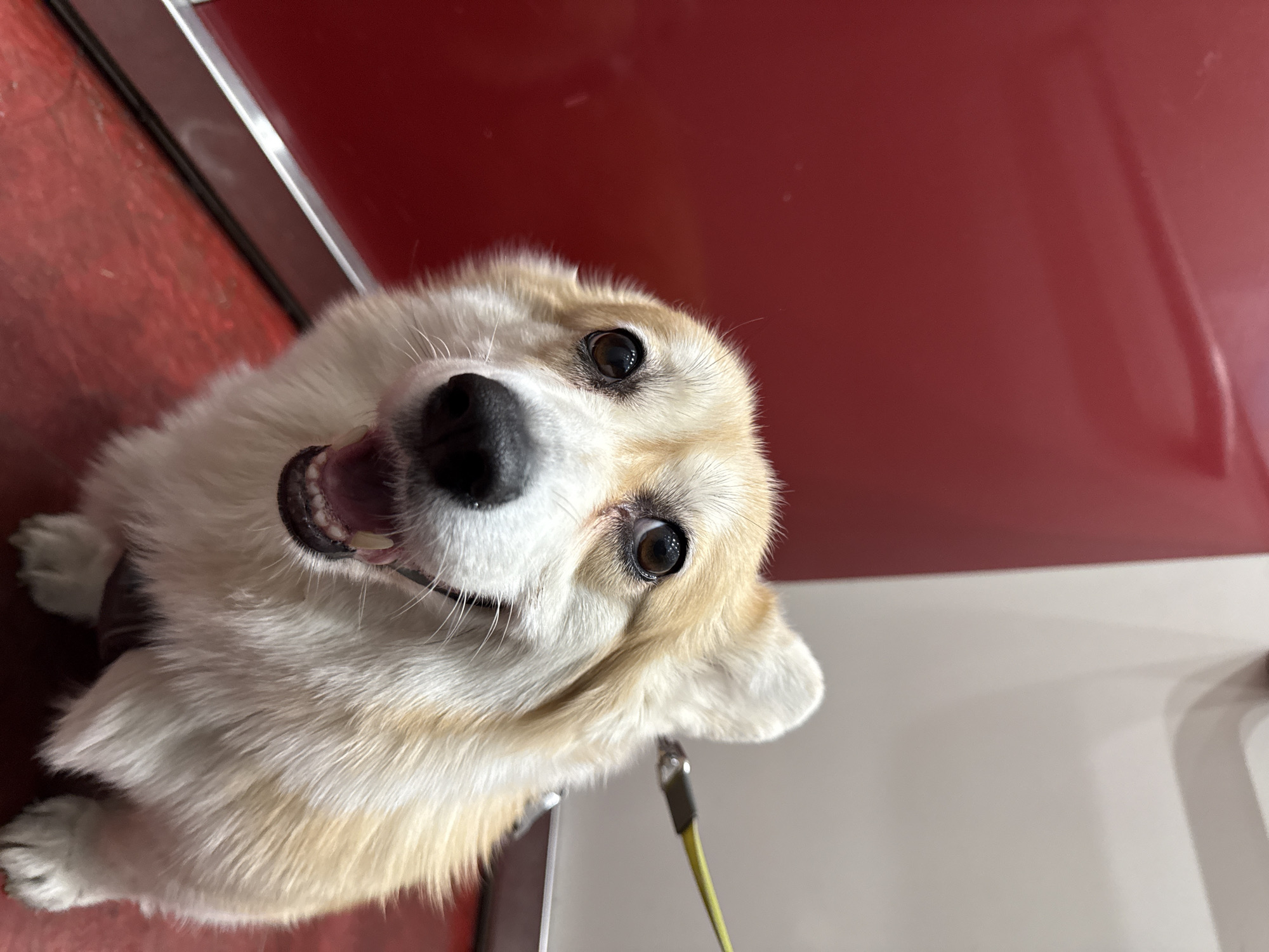 A close-up, angled shot features a light-colored corgi dog with a happy expression. The dog is looking up at the camera with its mouth slightly open, revealing some teeth. The background consists of a red and white surface, possibly a countertop or table. A leash attachment is visible near the bottom right corner of the image. The location is not specified by the image.
