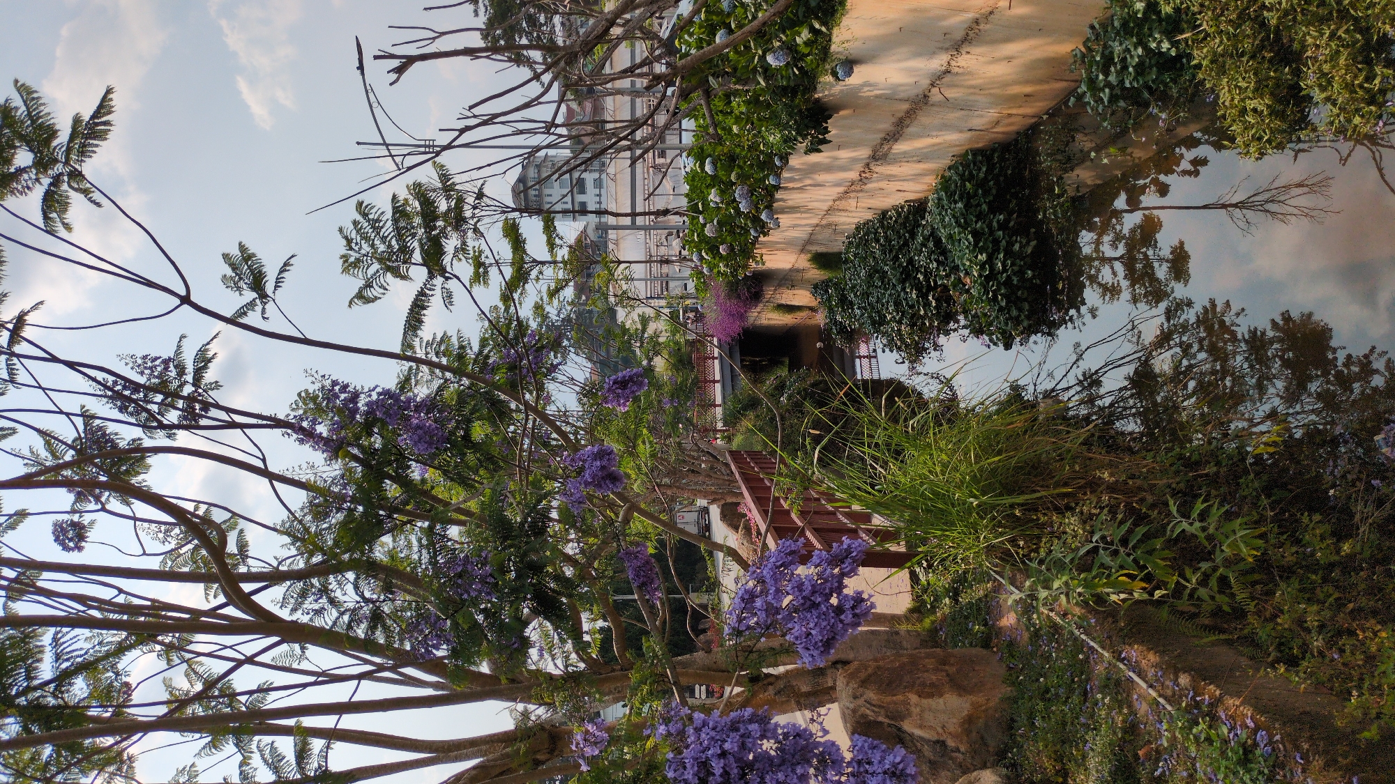 The image depicts a scene in Cam Ly - Đà Lạt, Vietnam. A tree with purple flowers is prominent in the foreground, its branches extending into the sky. A stone pathway leads toward a small, arched bridge. The bridge crosses a narrow canal or waterway. Dense greenery, including bushes and grasses, lines the sides of the canal. A building is visible in the background. The reflection of the sky and surrounding vegetation is apparent on the water's surface. The image orientation is tilted.