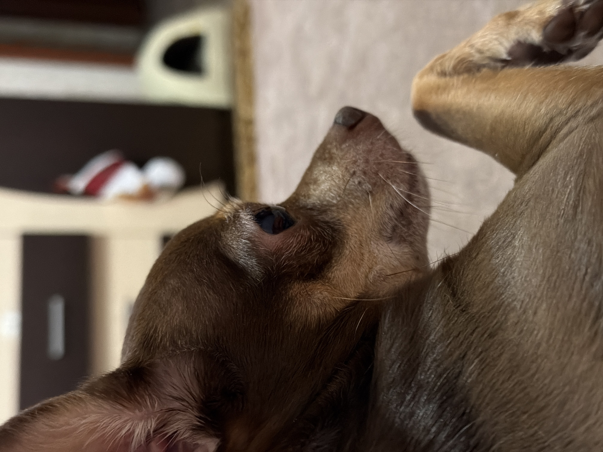 This media file is a close-up, upward-angled photograph of a small, brown dog. The dog's face is the primary focus, with its eye visible and its nose pointed upwards. Its fur appears smooth and dark brown. A portion of the dog's leg and paw is also visible in the upper right portion of the frame. The background is out of focus, but appears to be an indoor setting with muted colors, suggesting it is not daylight. There are hints of furniture or objects in the background, including a dark brown surface with vertical lines and a lighter, textured surface. A blurred object with red and white stripes is also visible in the distance on the left. The overall impression is an intimate and candid shot of the dog, possibly captured in a moment of playfulness or curiosity, given its upward gaze. No text is visible in the image.