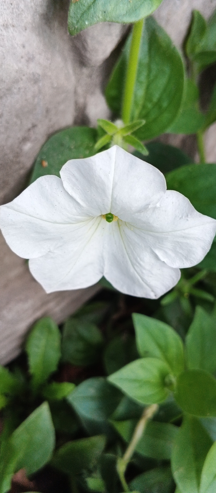 A close-up, vertical shot shows a single white petunia flower in full bloom. The flower's five petals are wide and slightly ruffled, creating a star-like shape. The center of the flower is a vibrant green. The flower is surrounded by lush green leaves and stems. In the background, a grey, textured surface, possibly a concrete wall, is visible on the left side of the image. The overall scene suggests a garden or outdoor setting in Smila, Ukraine, a typical natural environment for such flora.