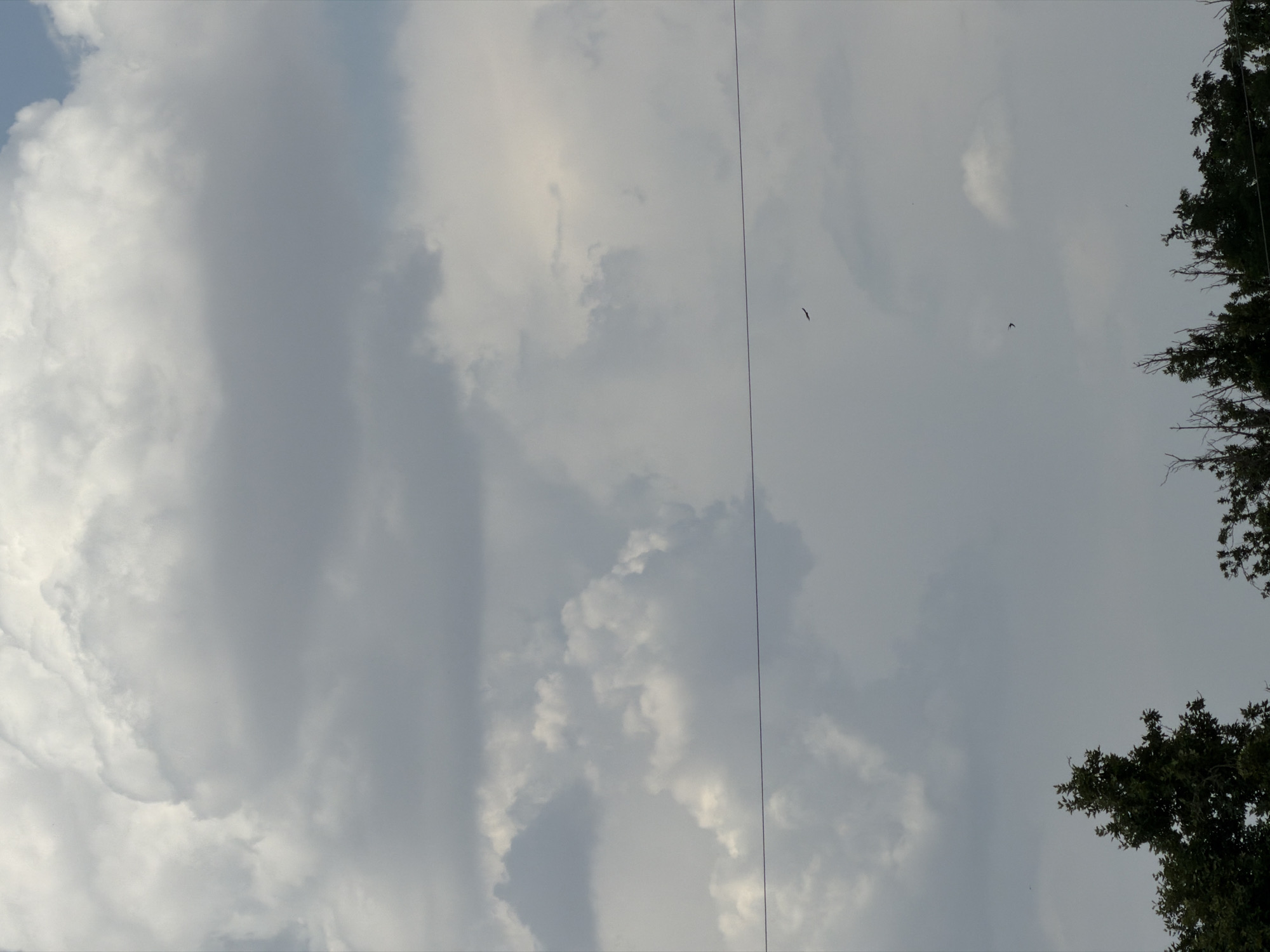 The image shows a cloudy sky over Chirchik, Uzbekistan. In the foreground, the tops of dark green trees are visible. A thin, dark horizontal line, likely a wire, stretches across the middle of the frame. Two birds are flying in the sky, one higher up and to the left of the wire, and the other lower down and to the right of the wire. The clouds are voluminous and vary in color from bright white to dark gray, indicating a dynamic weather system. The overall impression is of a natural landscape with a touch of human infrastructure.