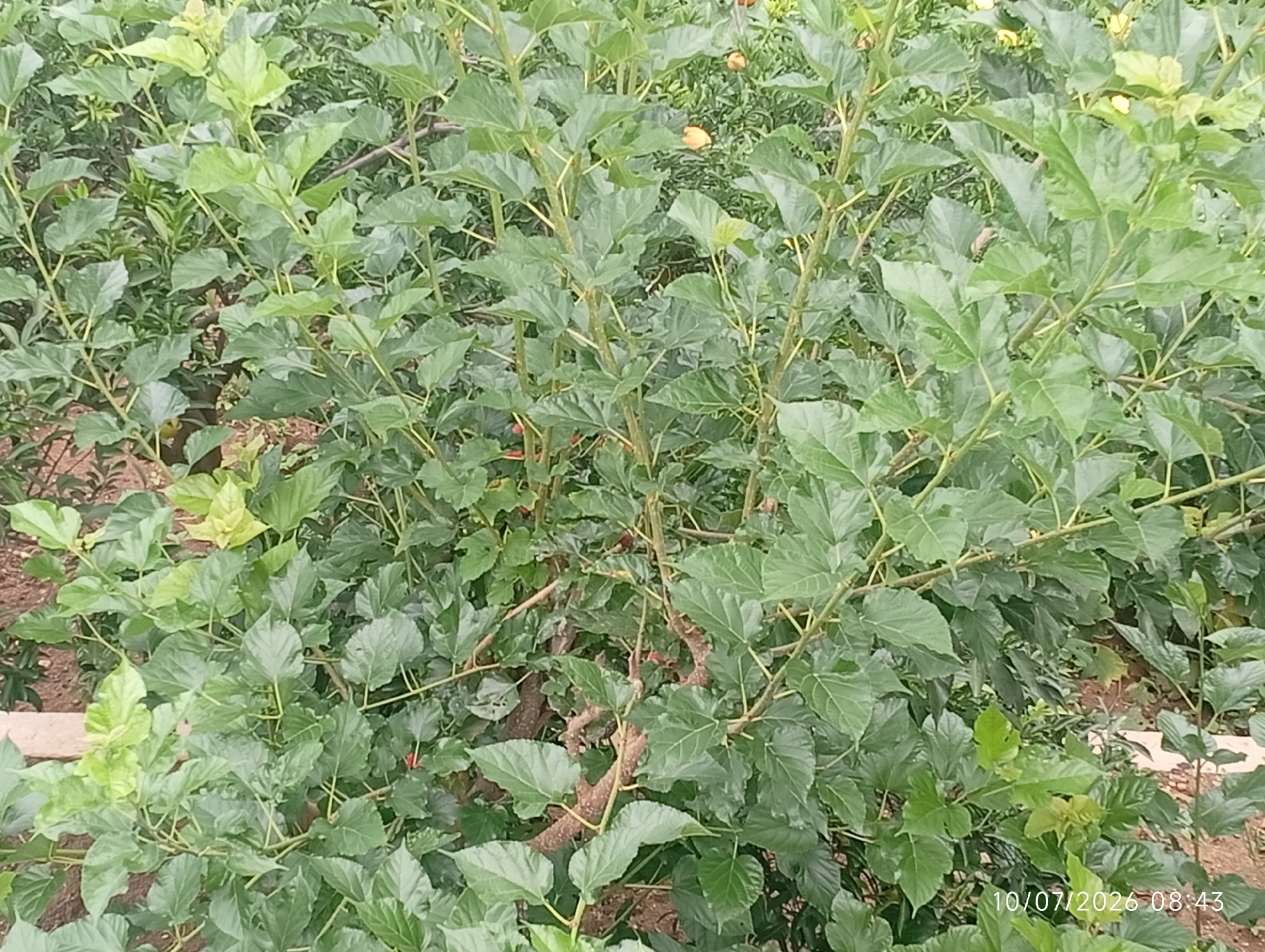 In Bana Stream, Nigeria, a dense, verdant shrubbery fills the frame, its branches intertwined and laden with numerous large, green leaves. The foliage is so thick that it obscures much of the background, hinting at a lush, natural environment. The sunlight filters through the leaves, creating subtle variations in shade and highlighting the texture of the plant life. The ground beneath the shrubbery is sparsely visible, appearing to be a mixture of soil and leaf litter, with some small red berries scattered amongst the lower leaves. The overall impression is one of abundant growth and natural vitality, characteristic of a thriving garden or wild bushland in the region.